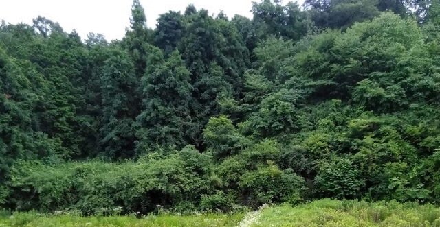 環の森(わのもり) 川辺町