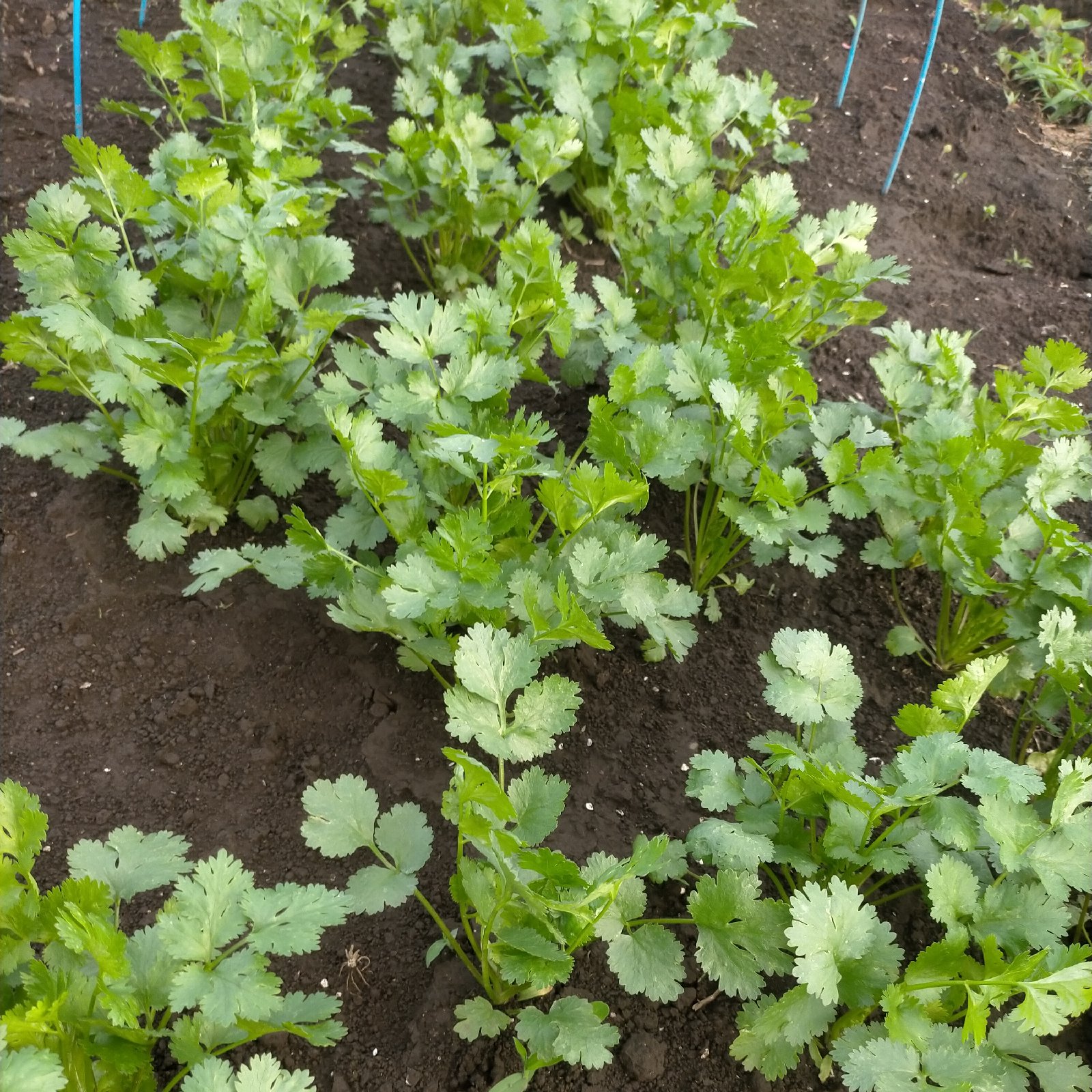 パクチー【無農薬栽培ガイア循環農法】 ｜ 野菜/ハーブ 産直アウル 