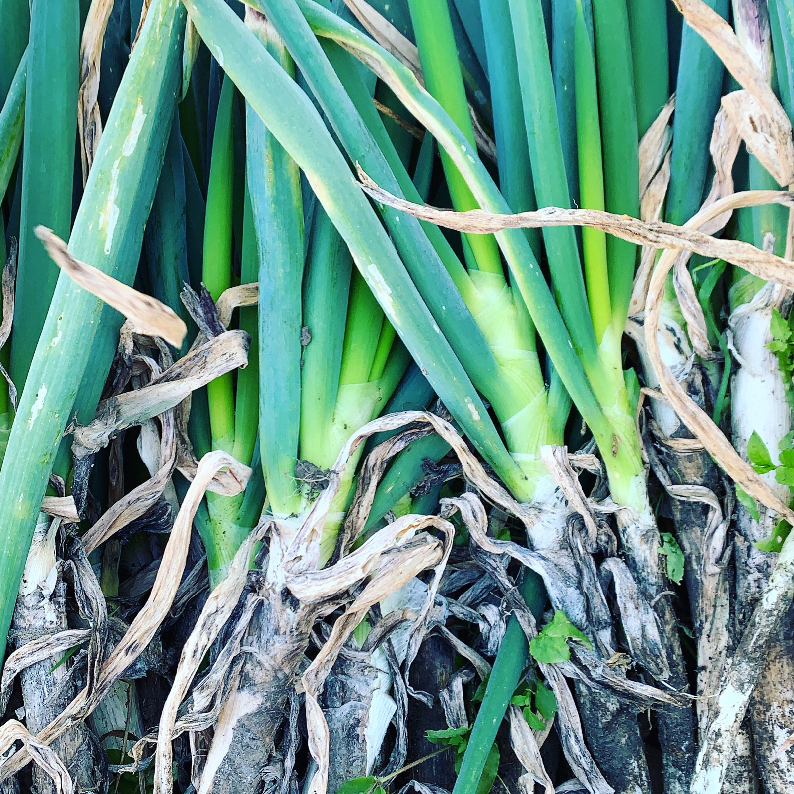 美馬グリーンサービスの白ネギ | 野菜/ねぎ 産直アウル 農家から直接