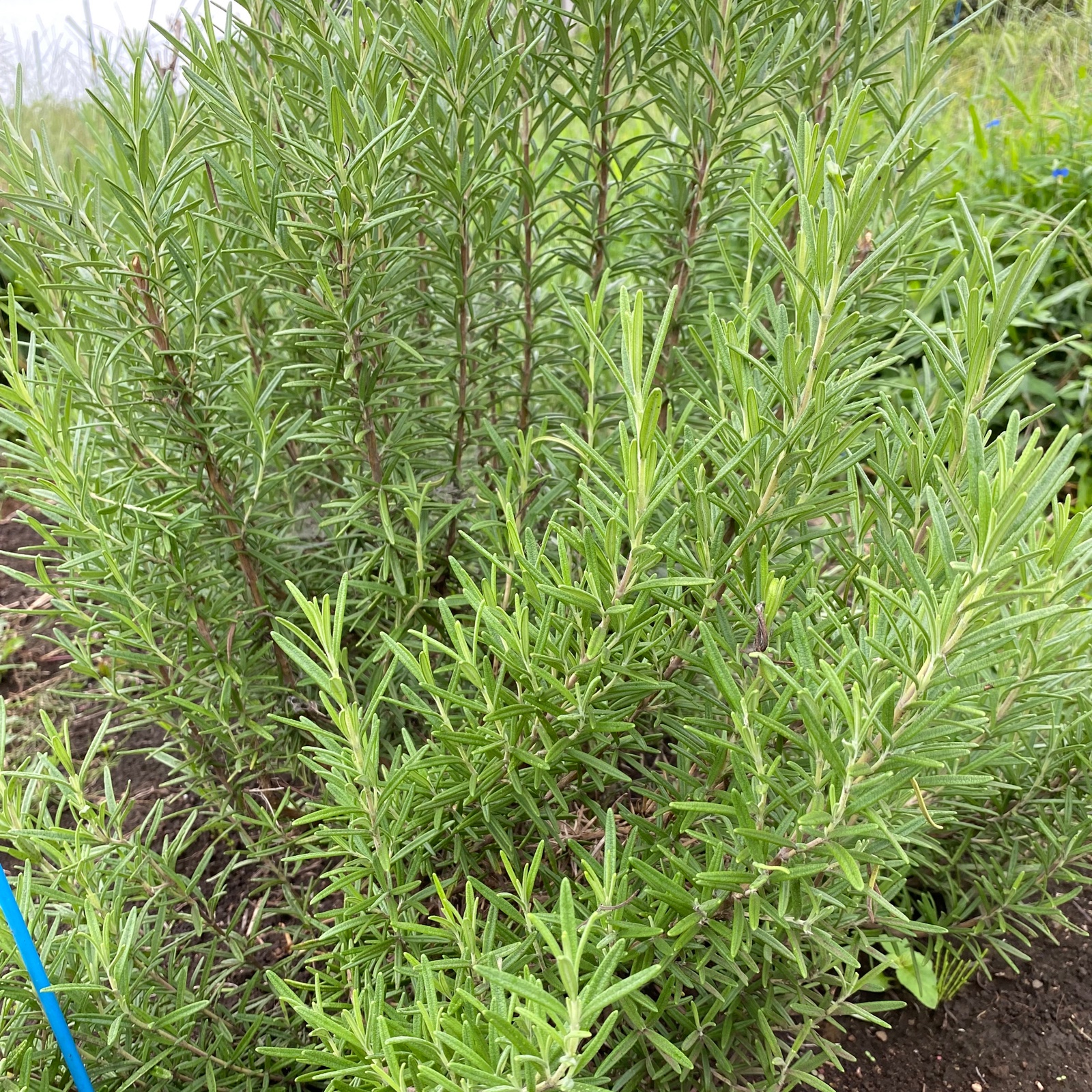 無農薬ローズマリー 100g | 野菜/ハーブ 産直アウル 農家から直接野菜