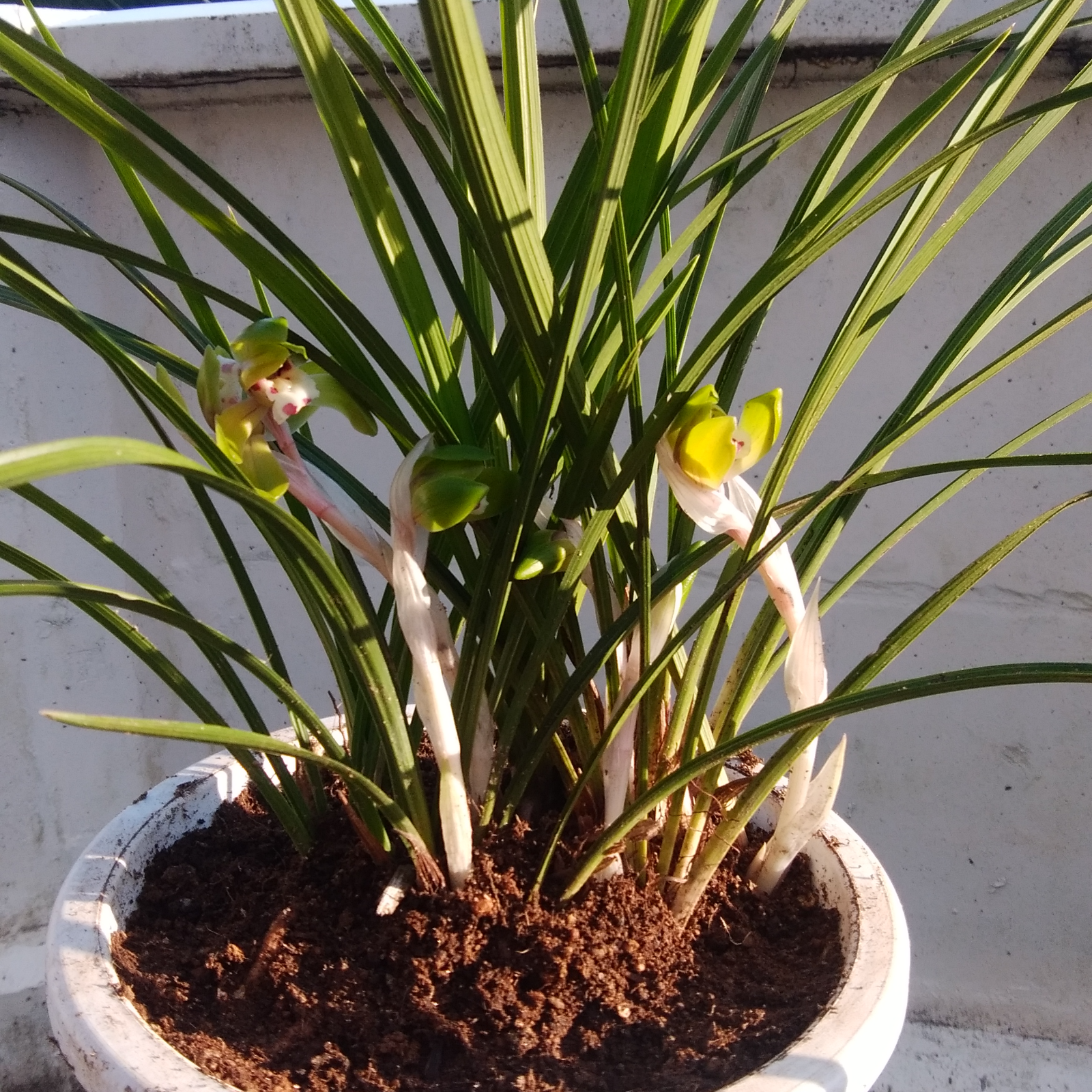 春蘭 鉢植えプラ製植木鉢＋1~3株 ｜ 花・植物/花・植物 産直アウル