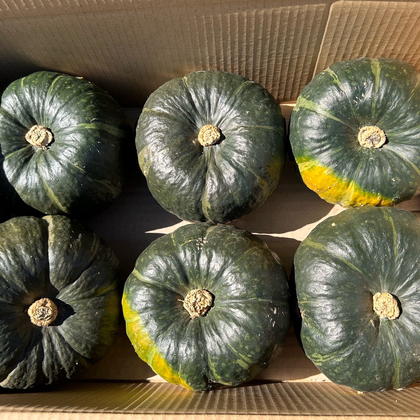 1a0245358b8ad08a51a42c05511e5c