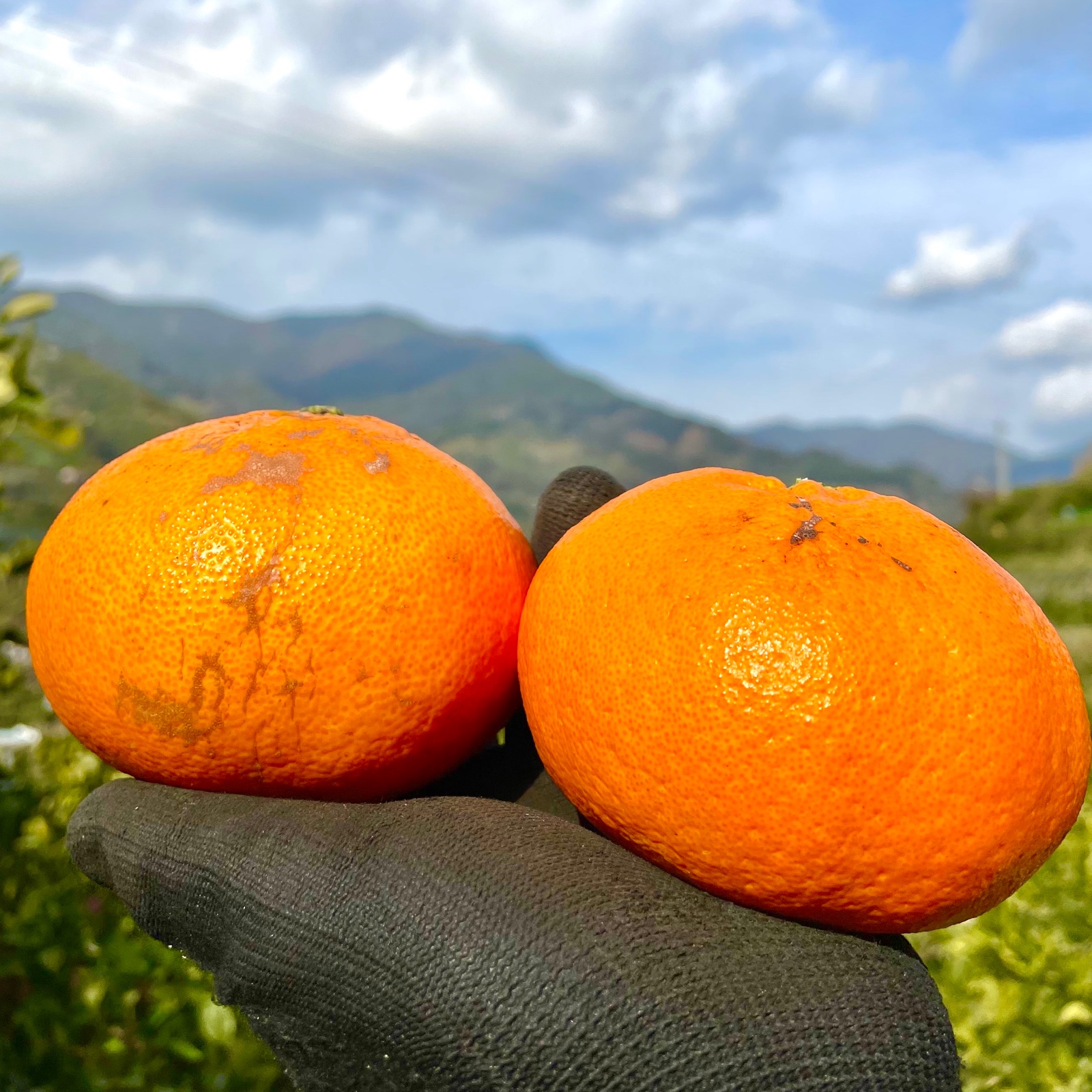 2月発送 愛媛県産「甘平」4キロ ご家庭用 | 果物/オレンジ・その他
