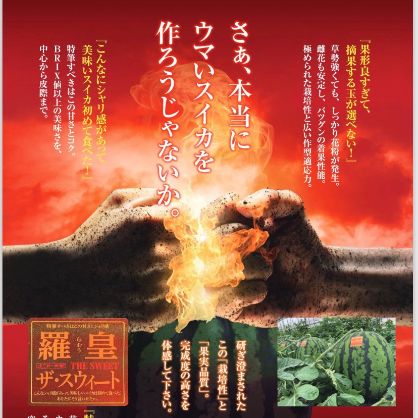 羅皇ザ・スウィート 7〜8kg 2Lサイズ 2玉 訳あり品 2日間数量限定 羅皇ザ・スウィート（8kg程）2玉 ｜ 果物/スイカ 産直