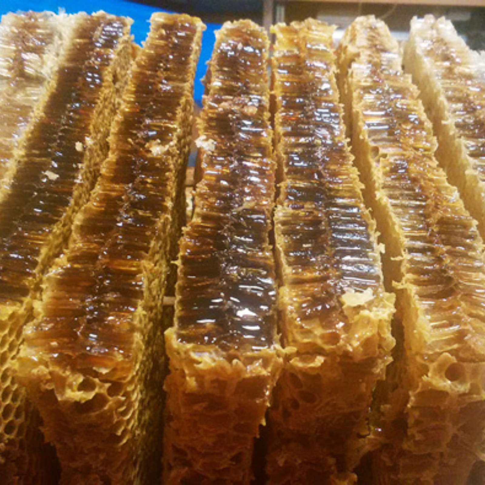 壱岐島産】日本ミツバチのはちみつ 2400g ｜ はちみつ/はちみつ 産直