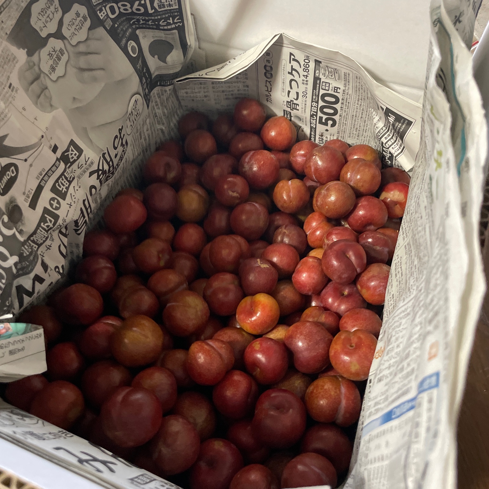 すもも加工用3kg ｜ 果物/すもも・プラム 産直アウル 農家・漁師など