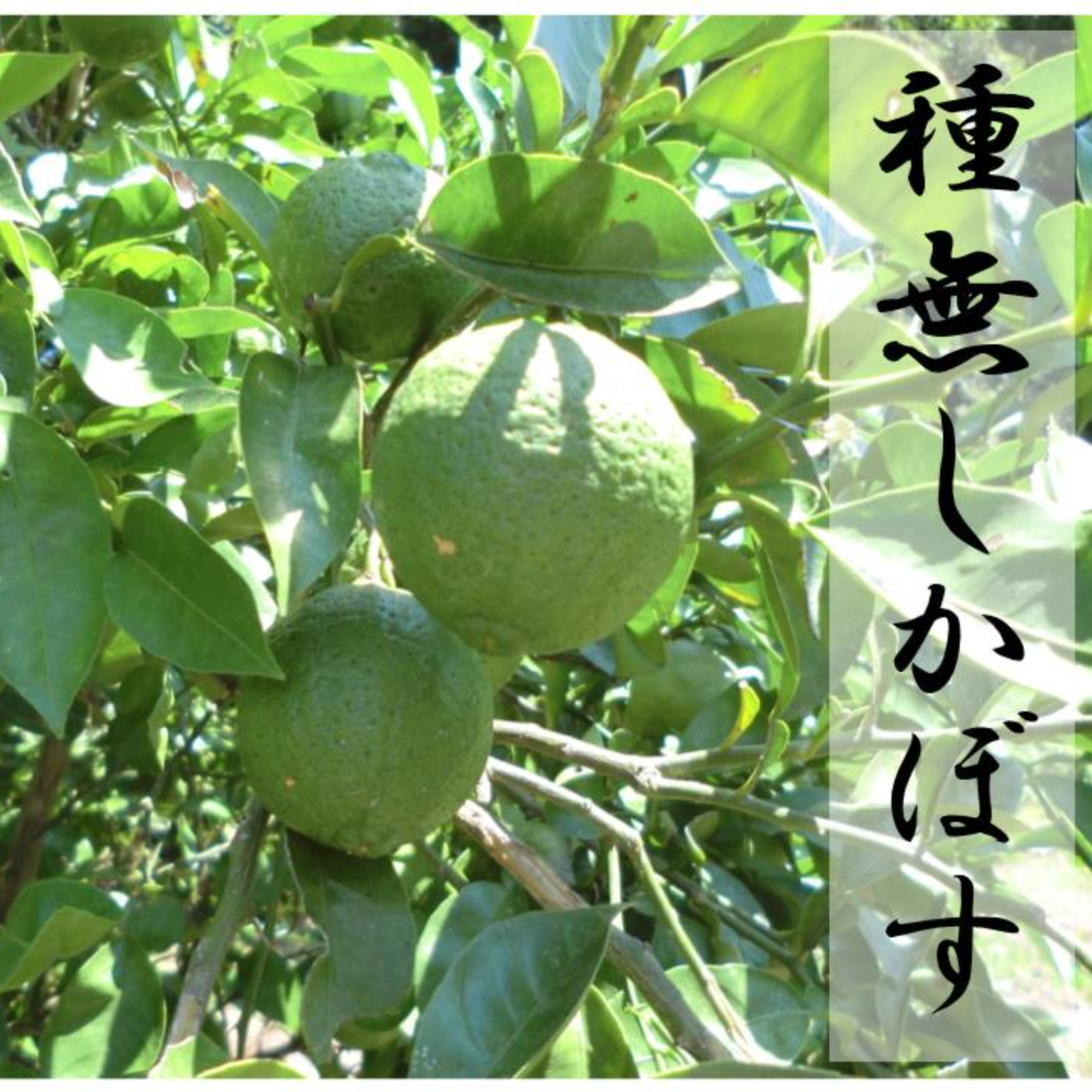 たんぽぽ様　柚子の葉　無農薬　確認ページ たんぽぽ様 柚子の葉 無農薬 確認ページ 完全無添加】〈九州特産