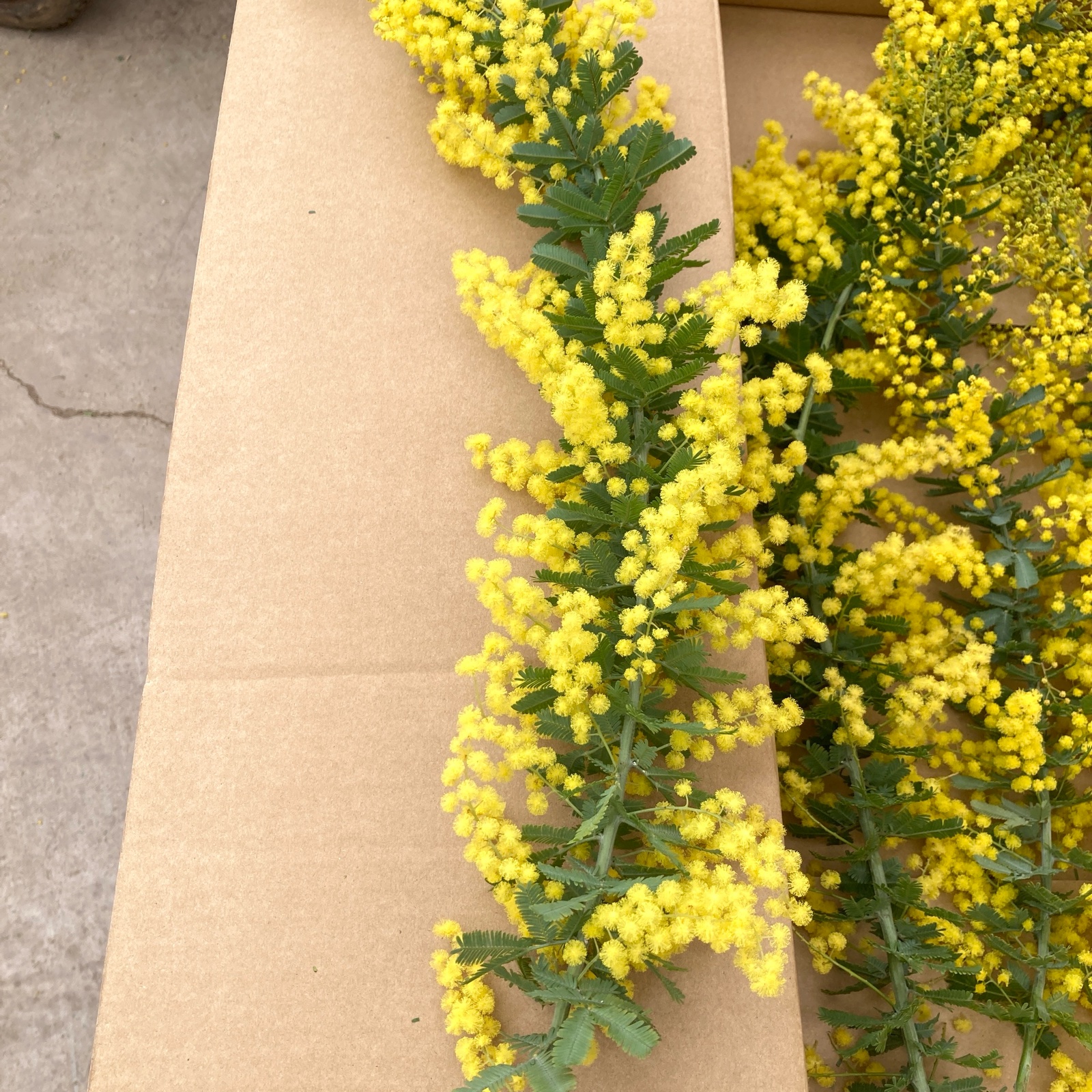 高知県産 gongen畑のミモザ140 ｜ 花・植物/花・植物 産直アウル 農家
