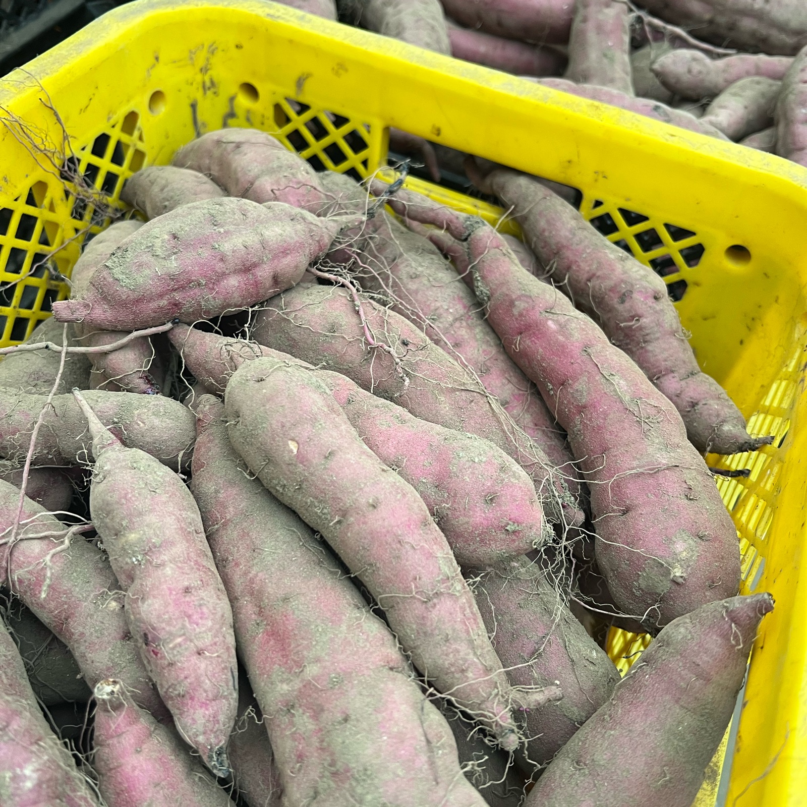 紅はるか 25kg 紅はるか 3kg L~S | むさし野自然農場
