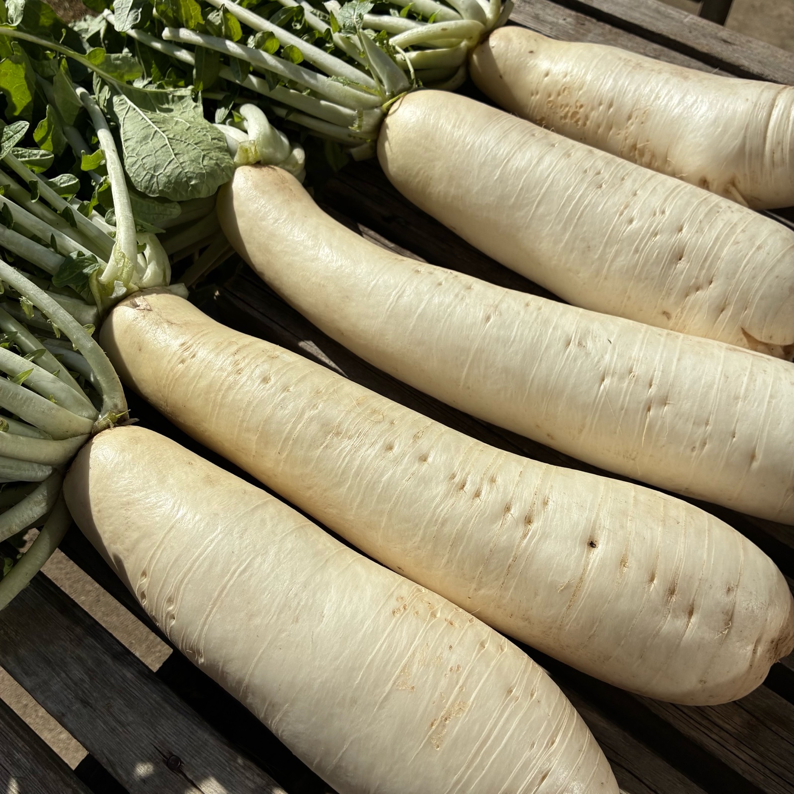 朝採れ発送！固定種＊山田ねずみだいこん＊ミニだいこん＊5kg＊訳あり