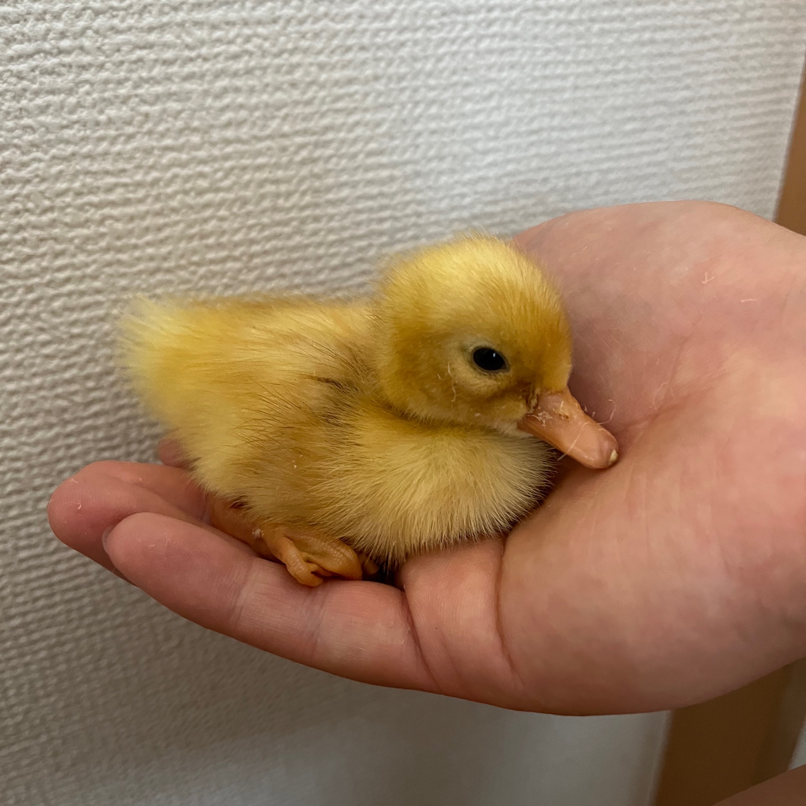 アヒル【ペキンアヒル種】卵10個＋オマケ1個 ｜ 卵/その他卵 産直 