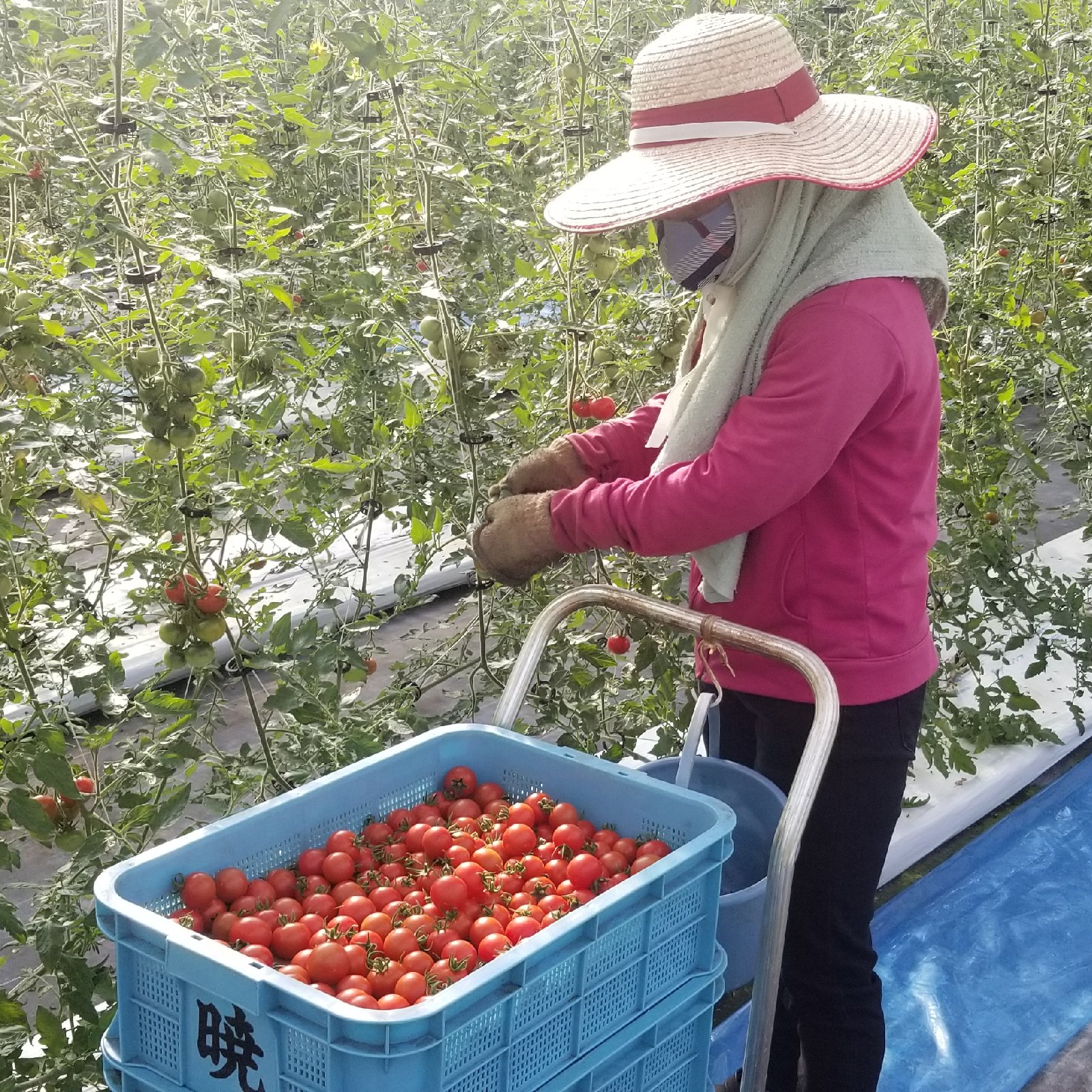 あま旨とまと【暁】1kg | 野菜/トマト 産直アウル 農家から直接野菜