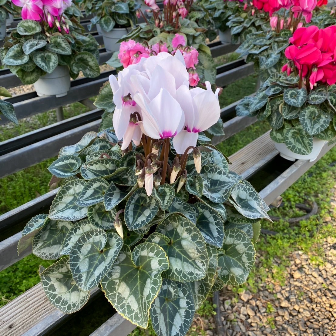 シクラメン6寸鉢 贈答用にも | 花・植物/花・植物 産直アウル 農家から
