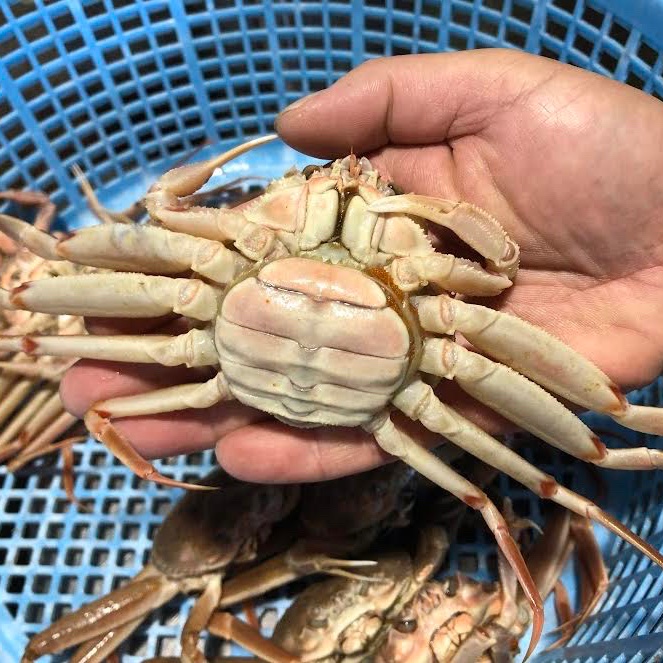 訳あり 生セコガニ 約1キロ入り ｜ 魚介類/カニ 産直アウル 農家・漁師