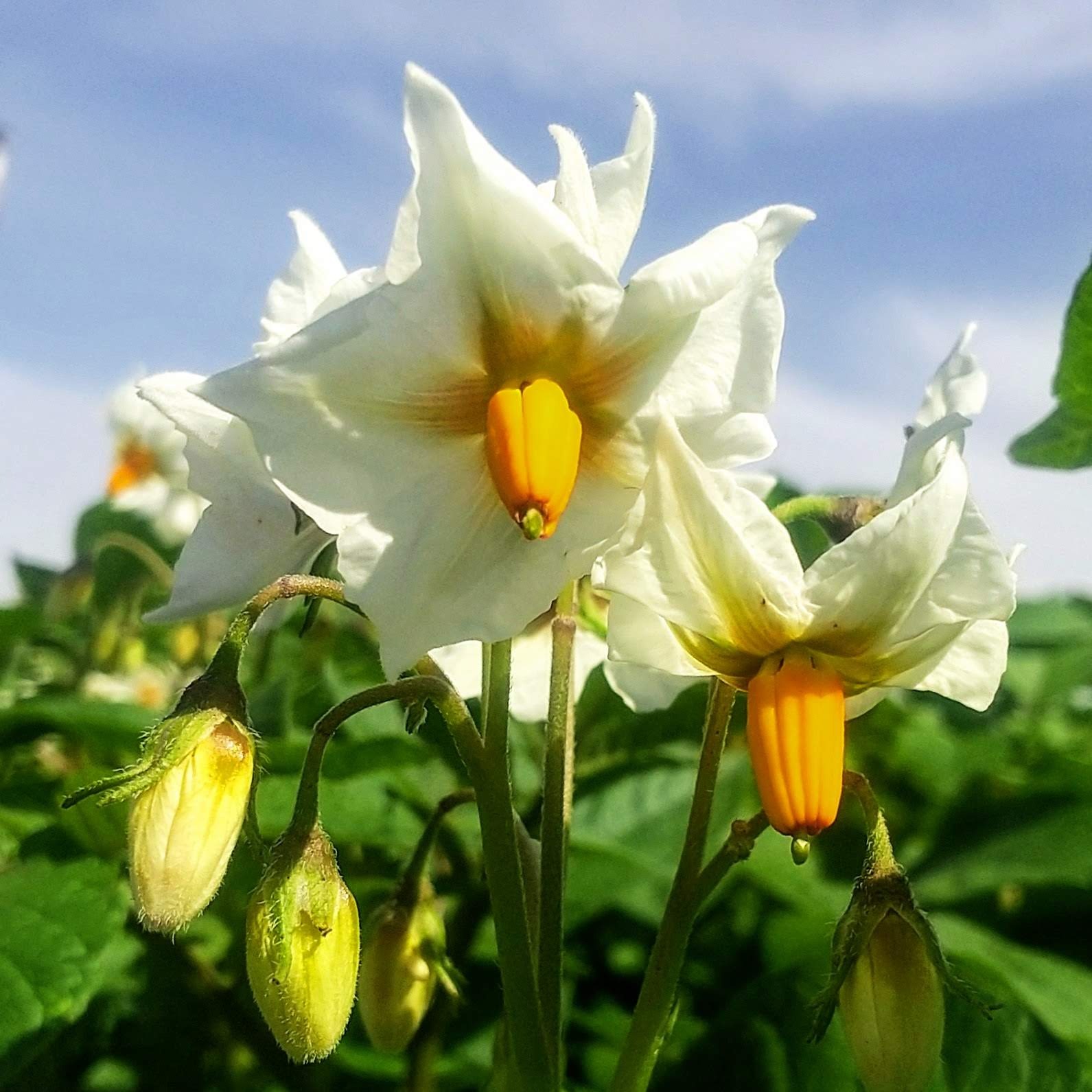 ノーマル孔雀 ピンク