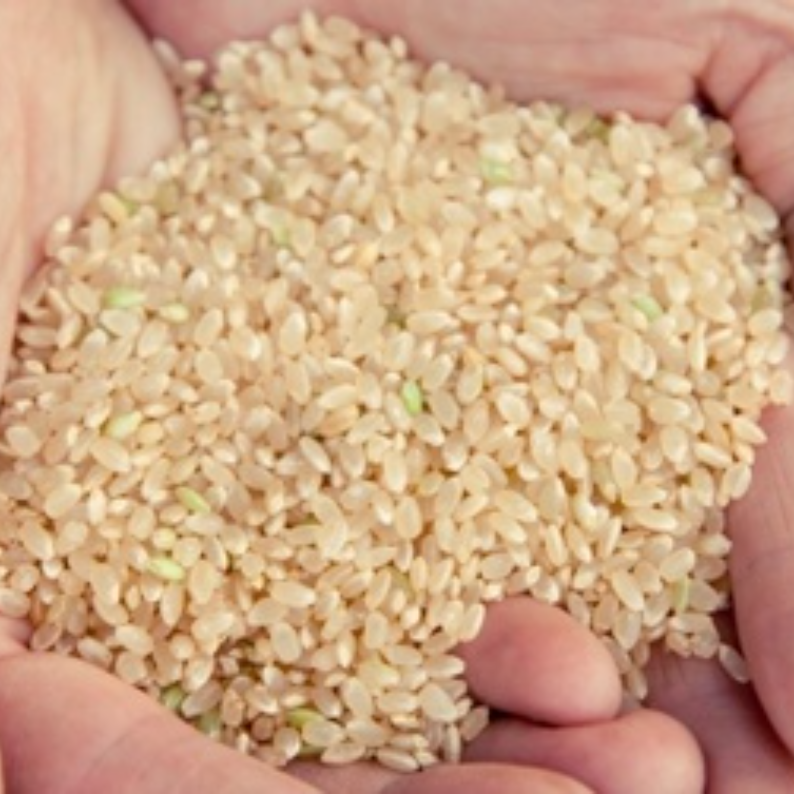 令和5年産 多古米 玄米 5kg 幻の米 多古町 東佐野産 ｜ 米・穀物/玄米