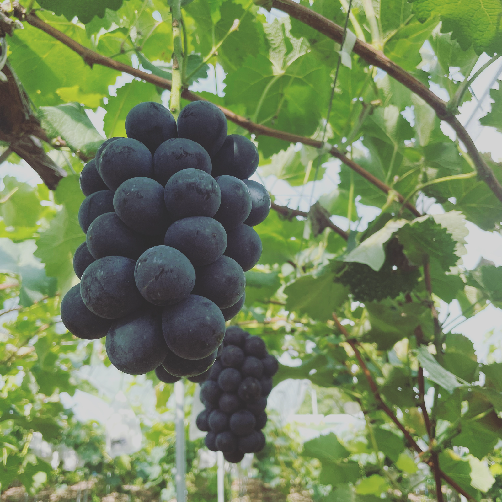 (2房) トウモロコシナガノパープル800g〜1kg ×2箱美味しい葡萄園