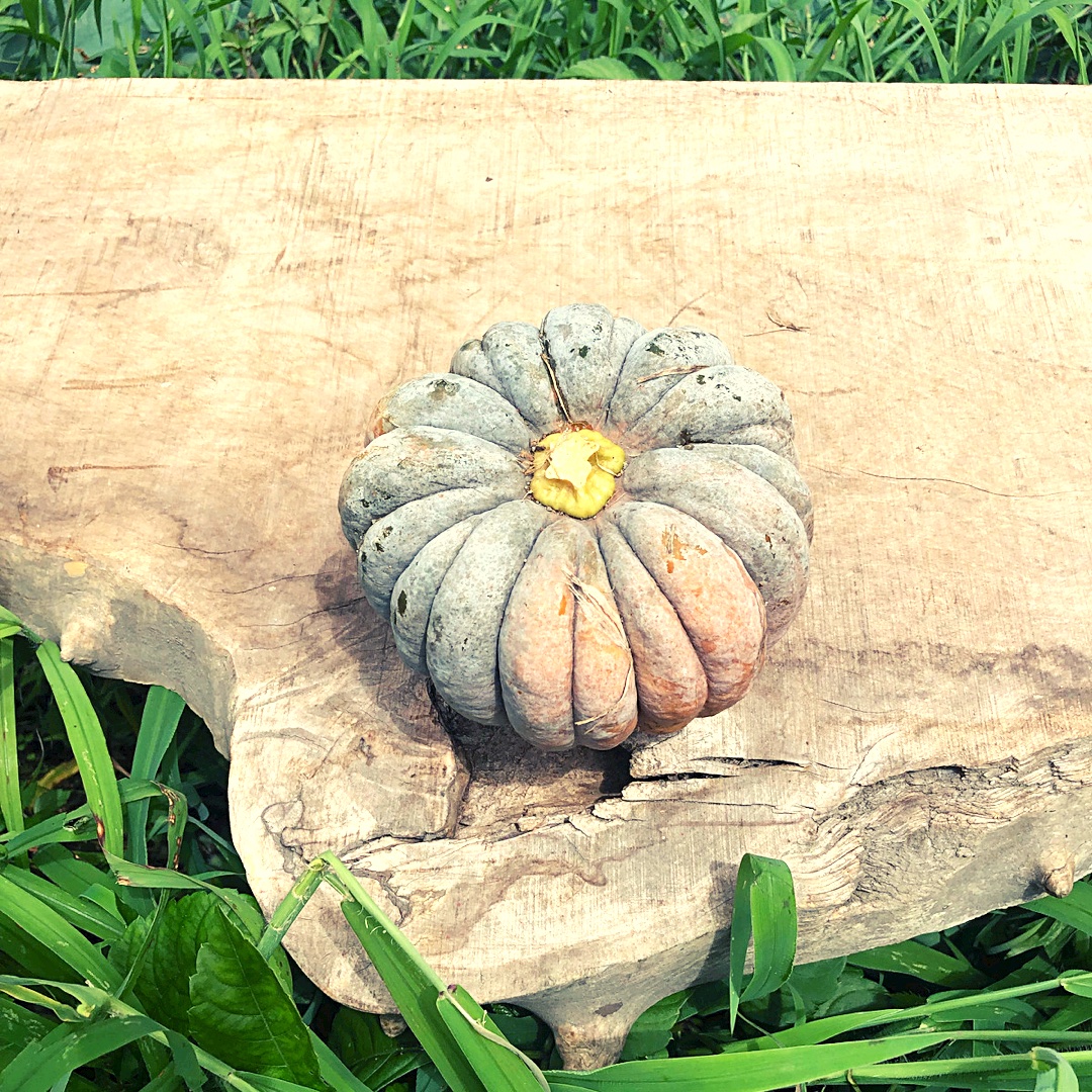 3kg自然栽培の固定種かぼちゃ🎃日本かぼちゃの小菊南瓜 野菜 ｜ 野菜
