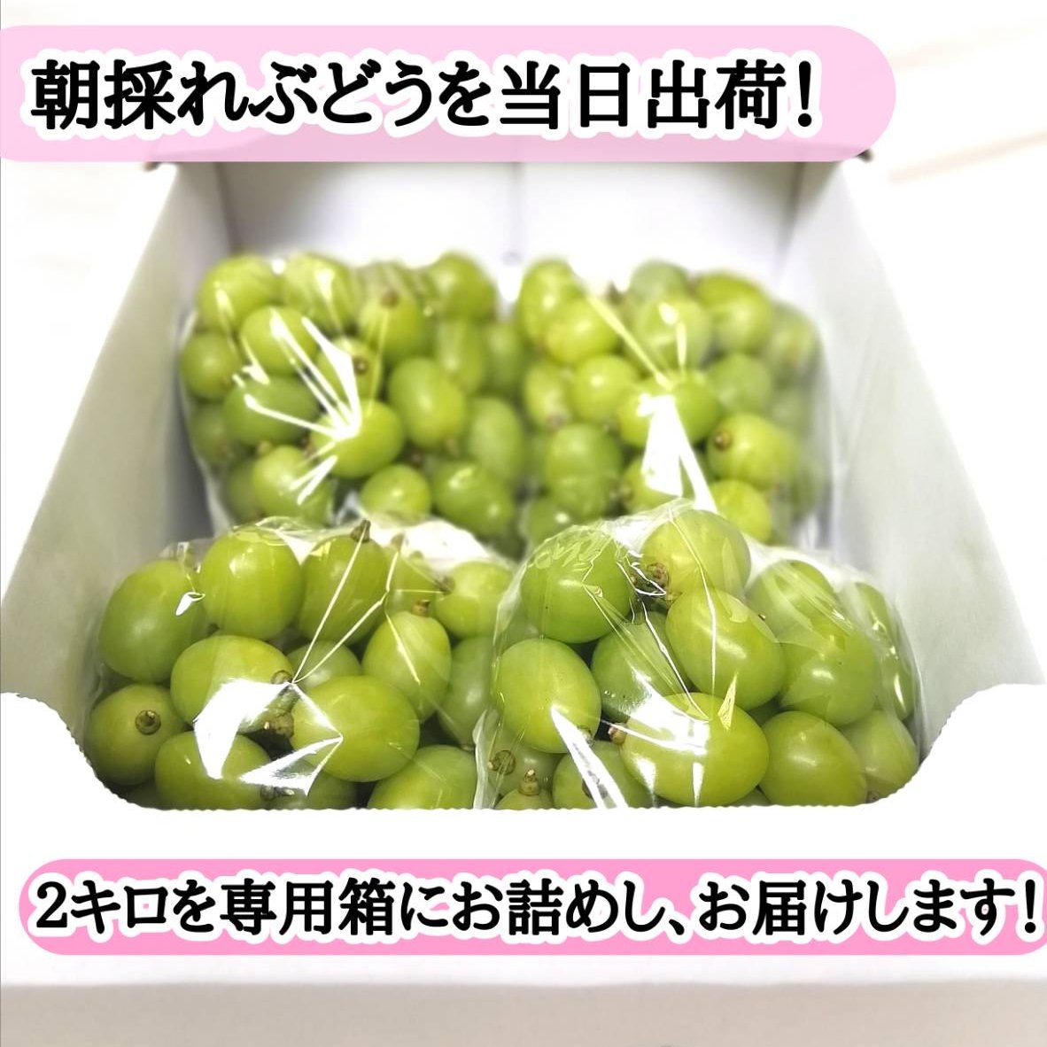 シャインマスカット　粒　2kg 大特価】シャインマスカット粒切りぶどう2kg! ｜ 果物/ぶどう 産直