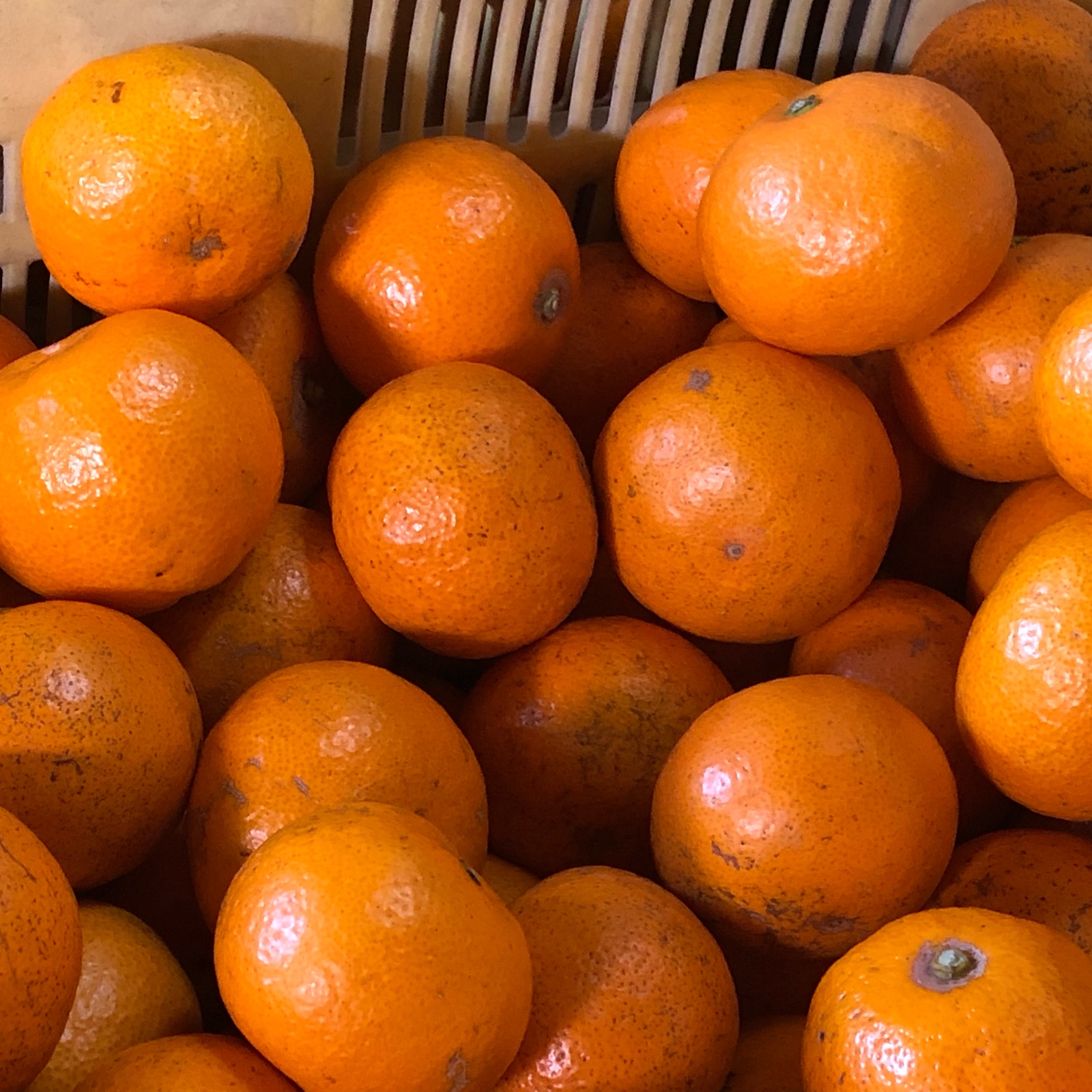 ぽお美's farm（高知県・香南市）｜生産者詳細｜産直アウル