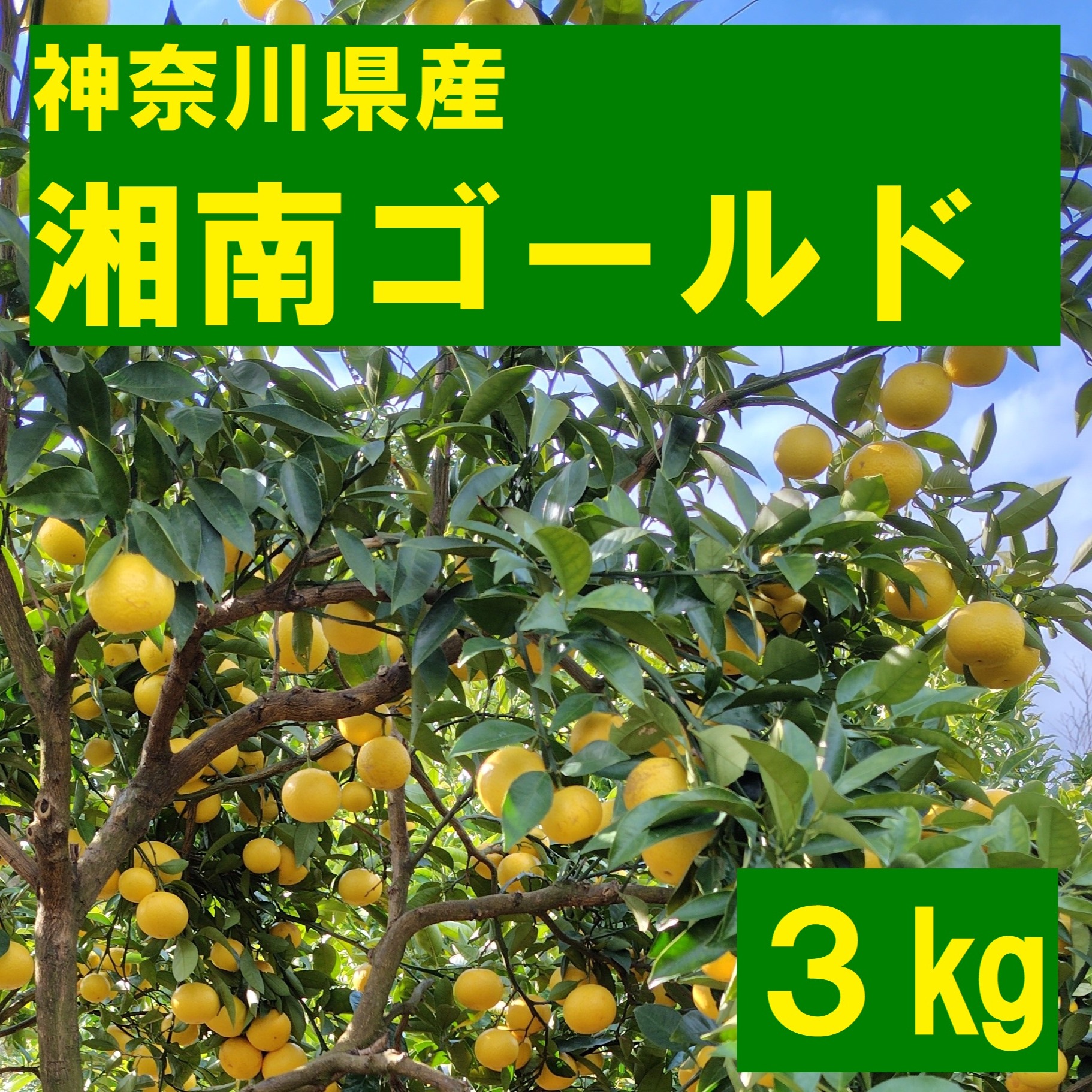 ましゃましゃ様　湘南ゴールドご家庭用3kg 湘南ゴールド3kg サイズミックス ｜ 果物/その他柑橘類 産直アウル