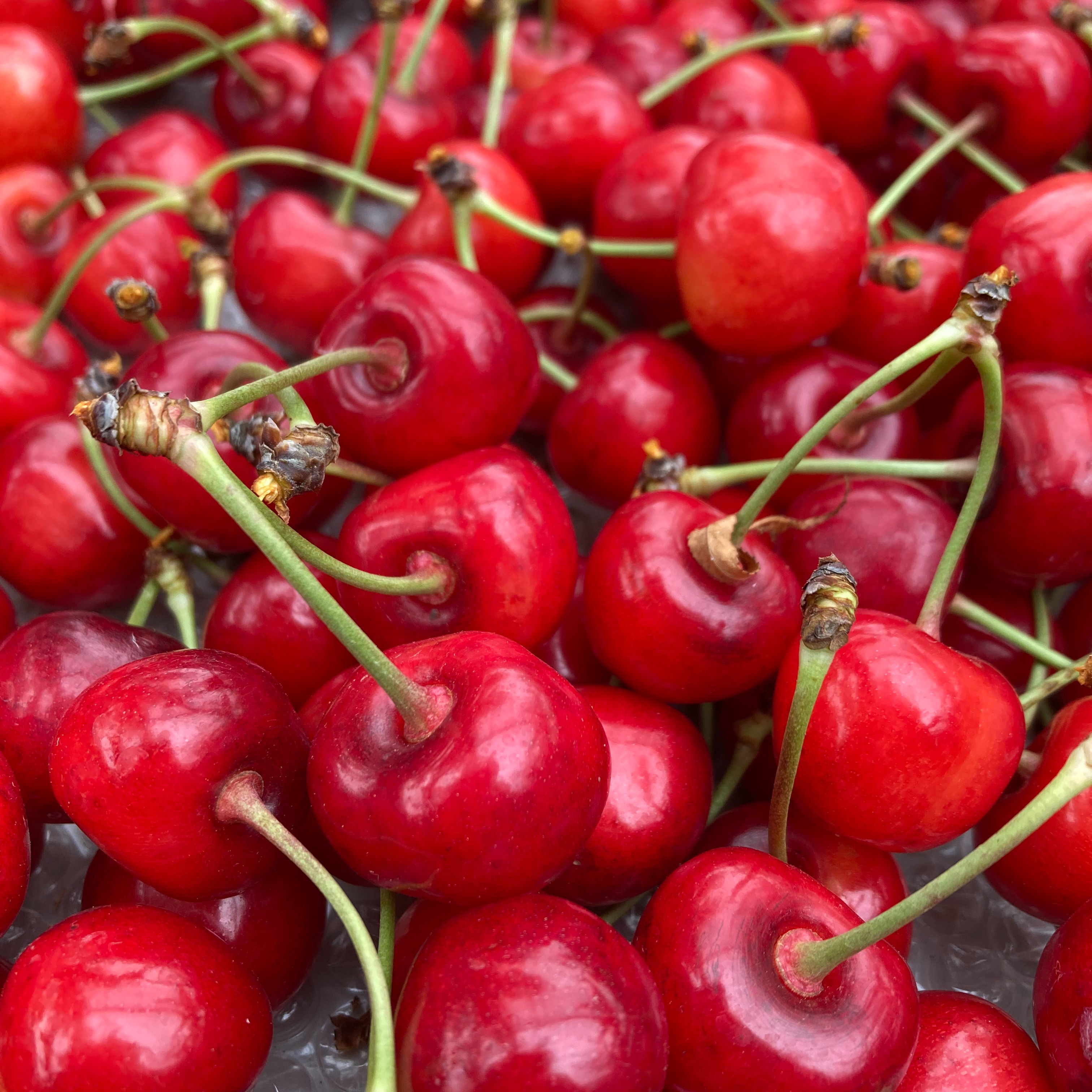 山形のさくらんぼ「紅秀峰」バラ詰め500g ｜ 果物/さくらんぼ 産直