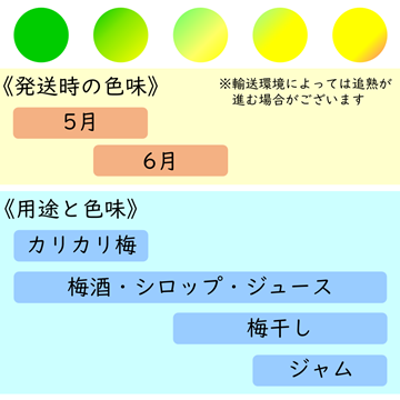 冷蔵便》【家庭用】青梅 10kg 愛媛県産 梅ジュース 梅シロップ 梅干し
