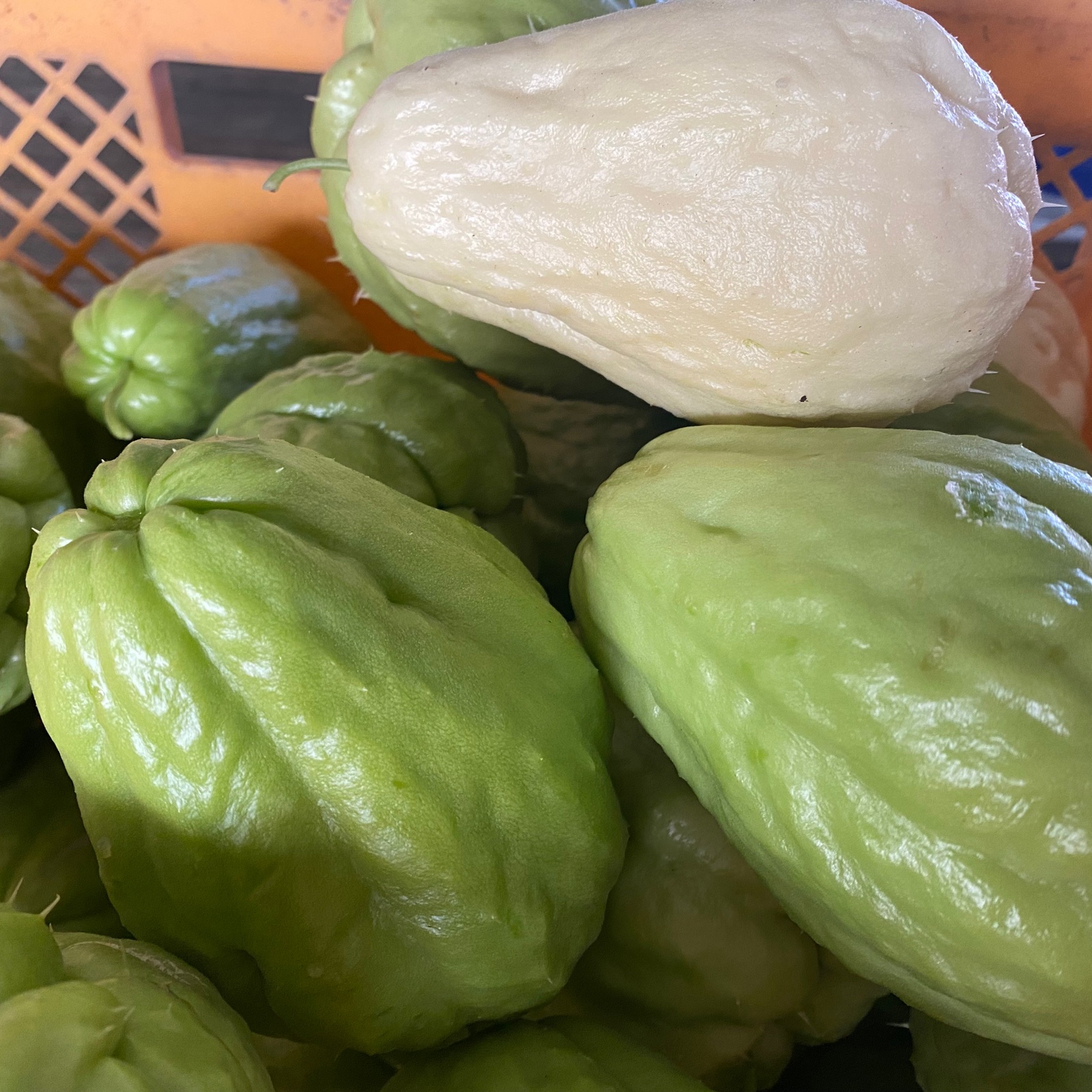 漬け物用】はやとうり 約3kg ｜ 野菜/その他野菜 産直アウル 農家 