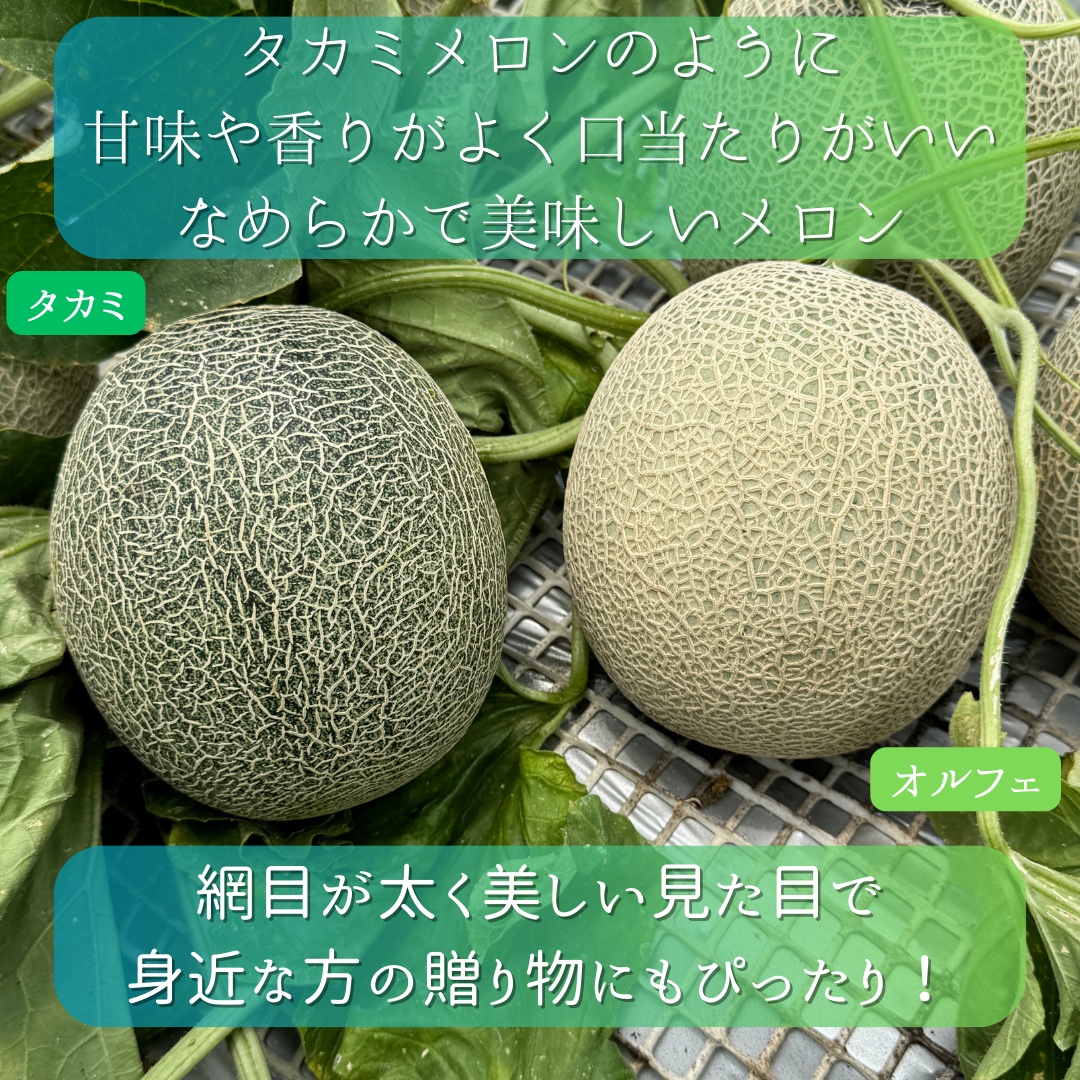 オルフェメロン【御中元】3Lサイズ2玉 ｜ 果物/メロン 産直アウル 農家 