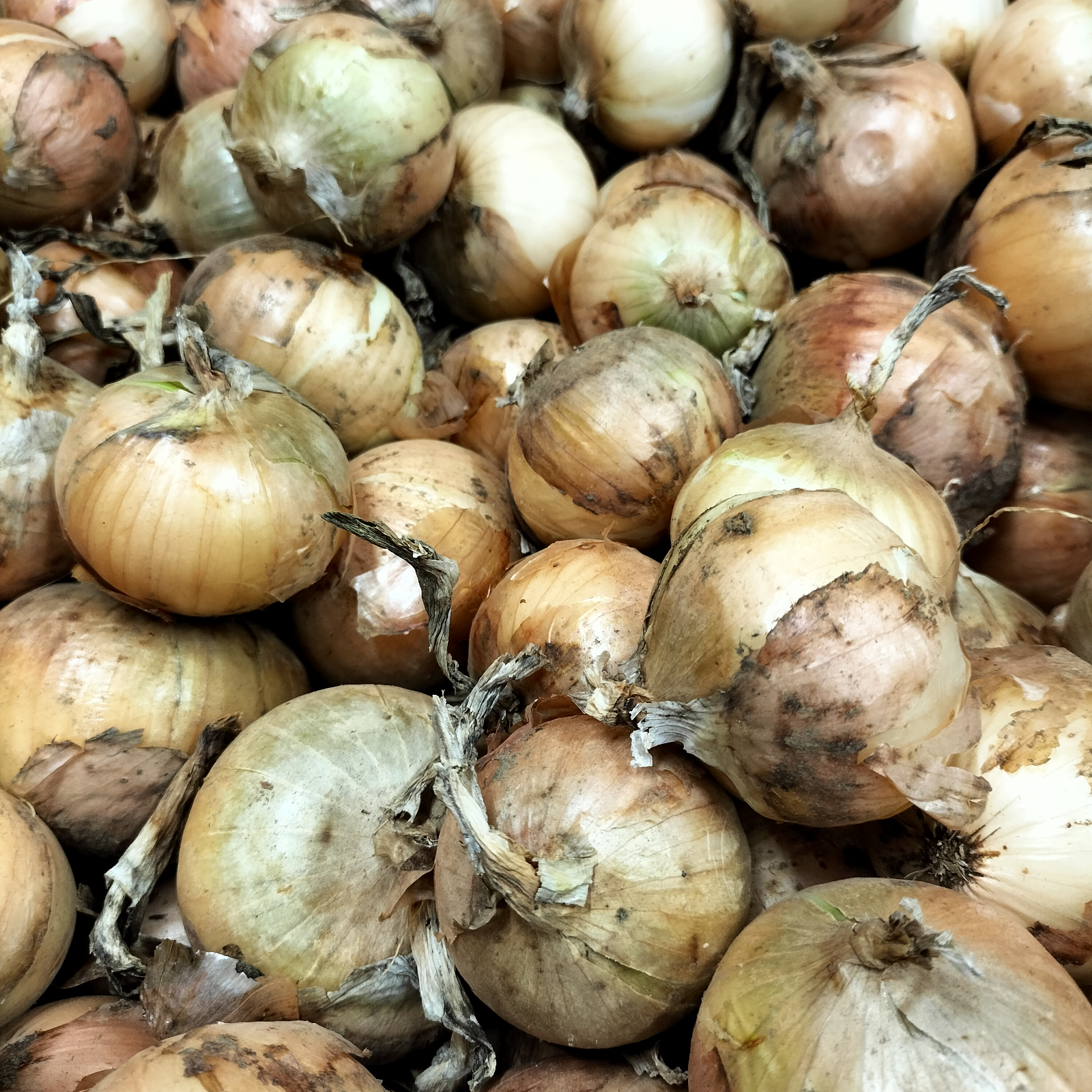 訳あり】小さな新玉ねぎ 約1.5kg 丸ごと利用に最適！！ 品種：ソニック