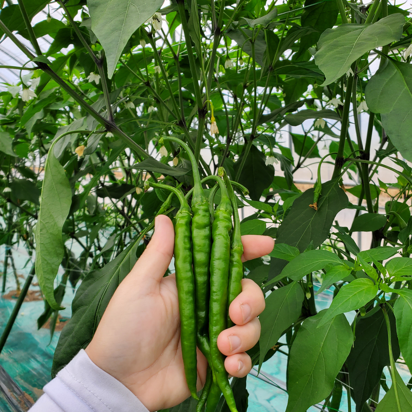 プサジュエラ青 生1kg 激辛 ｜ 野菜/スパイス 産直アウル 農家・漁師
