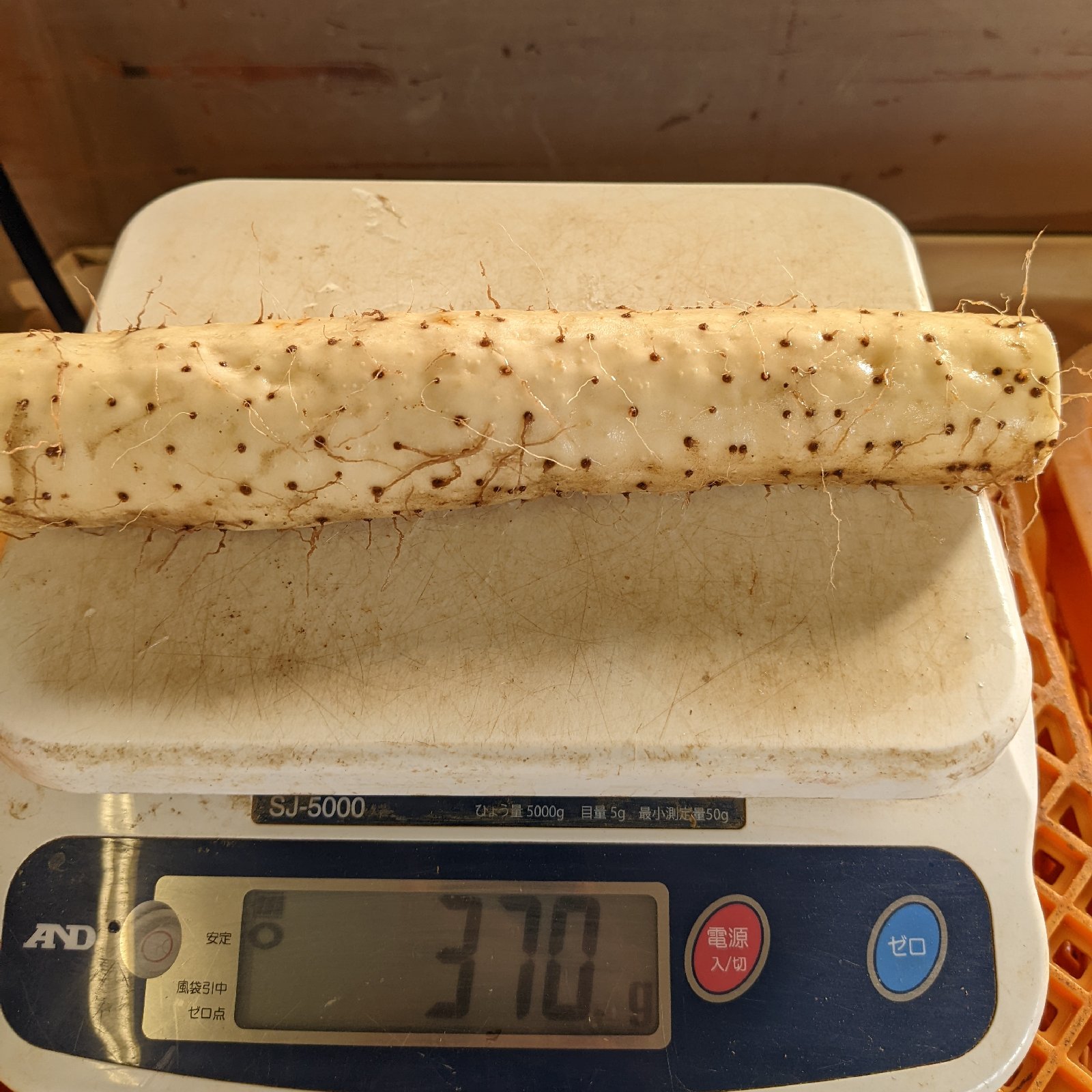 大和芋 泥付き 12キロ（4キロ箱✕3） 群馬県尾島産 ｜ 野菜/長いも・山