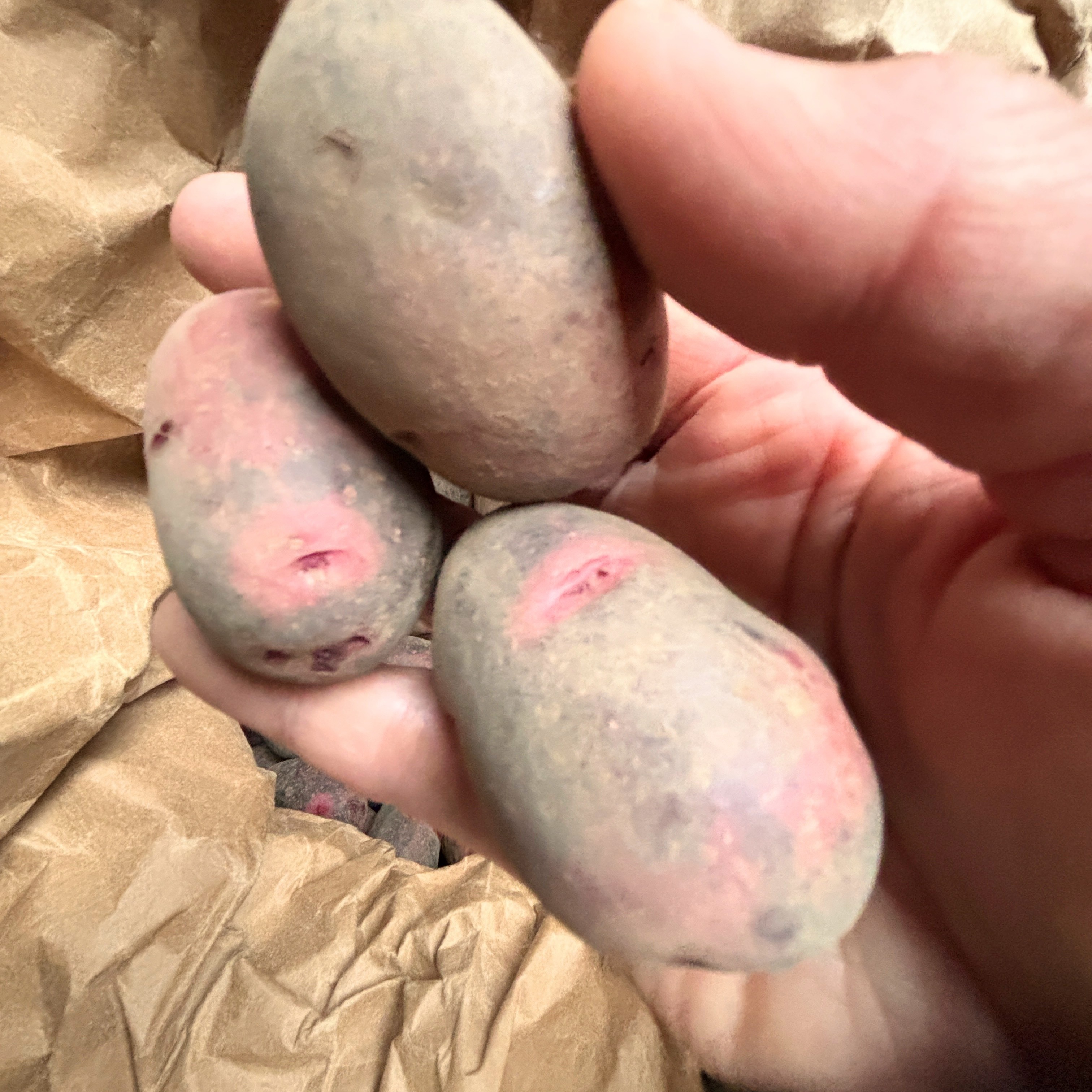 掘りたて！人気のジャガイモ品種【グランドペチカ】4kg ｜ 野菜