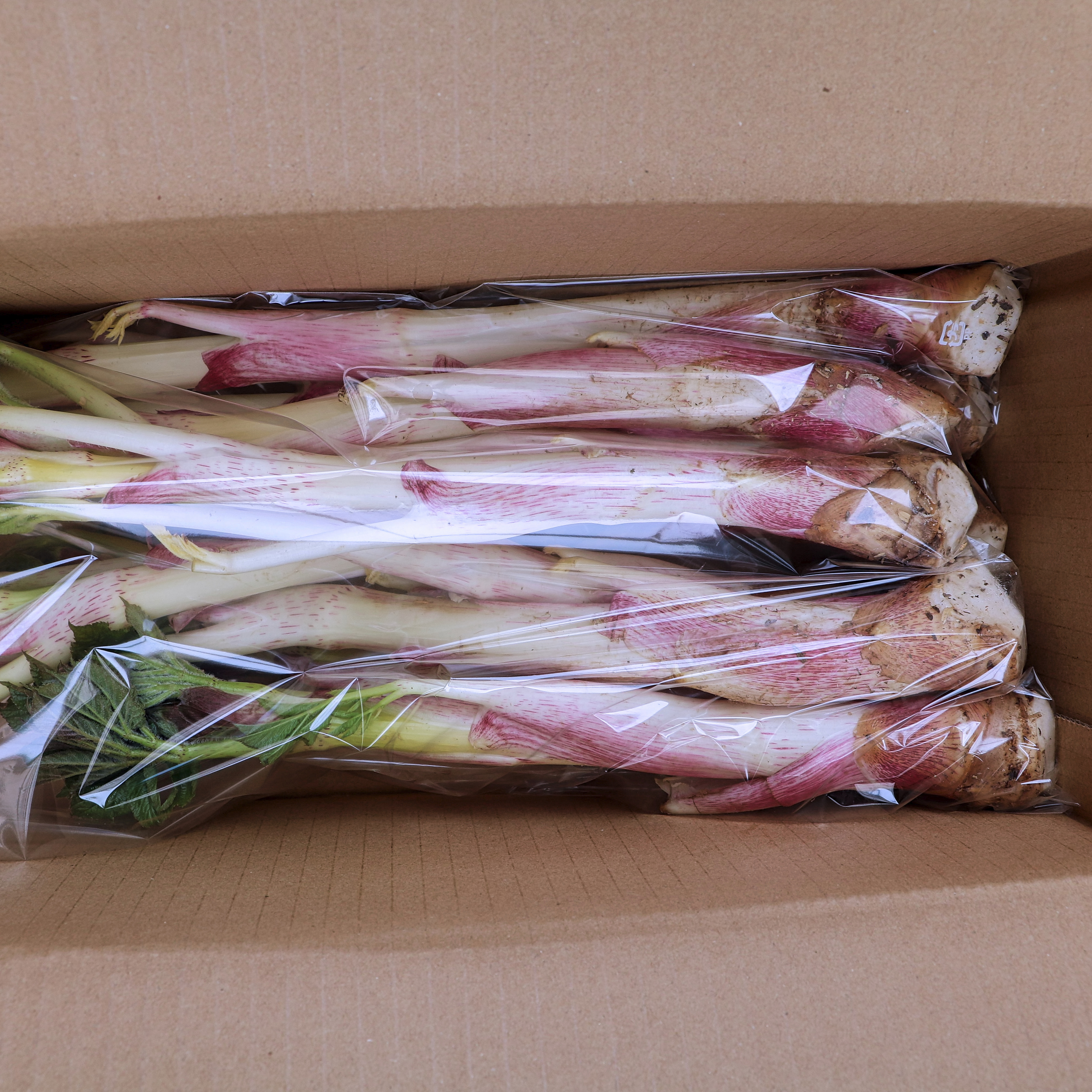 山うど 2kg ｜ 野菜/山菜 産直アウル 農家・漁師など生産者から直接