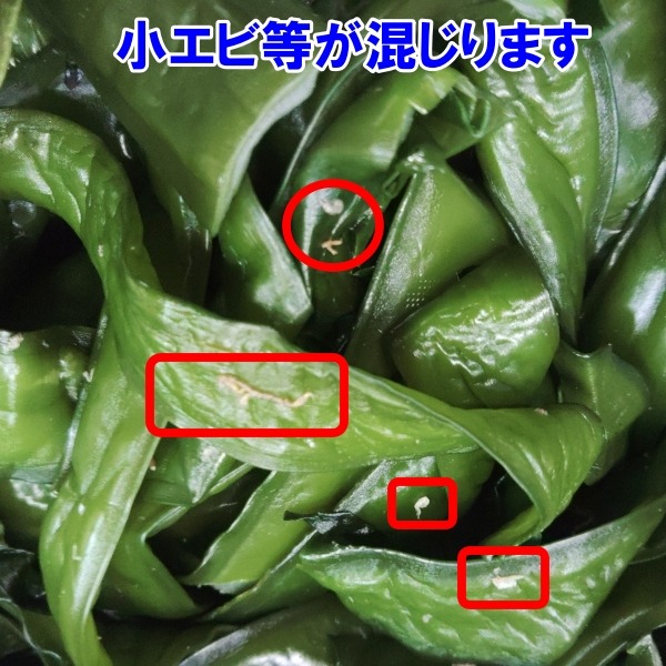 茎付き 8kg 【大容量お得】塩蔵元葉わかめ 大容量400g×20袋