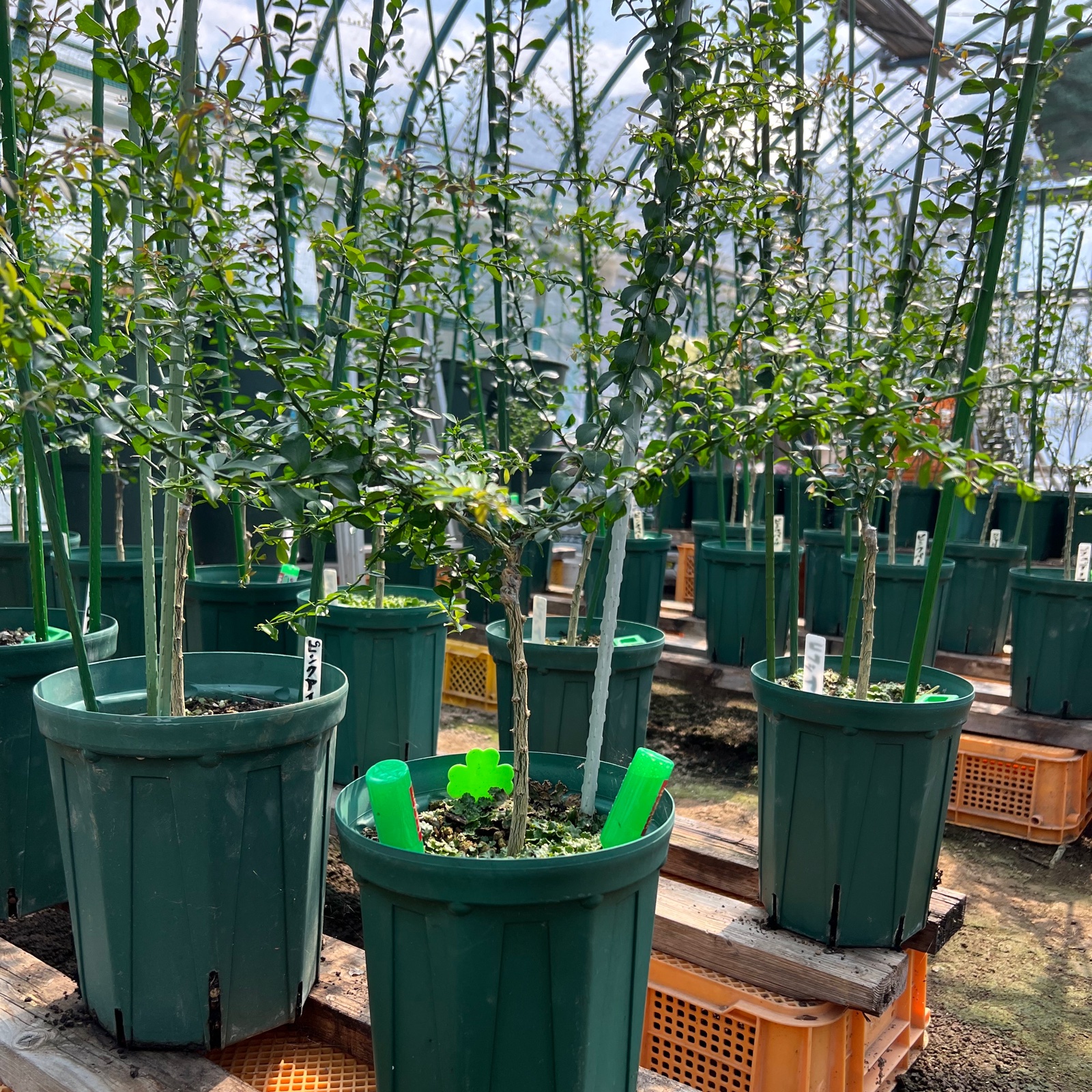 山形県産フィンガーライム | 果物/香酸柑橘(ライム・レモン等) 産直