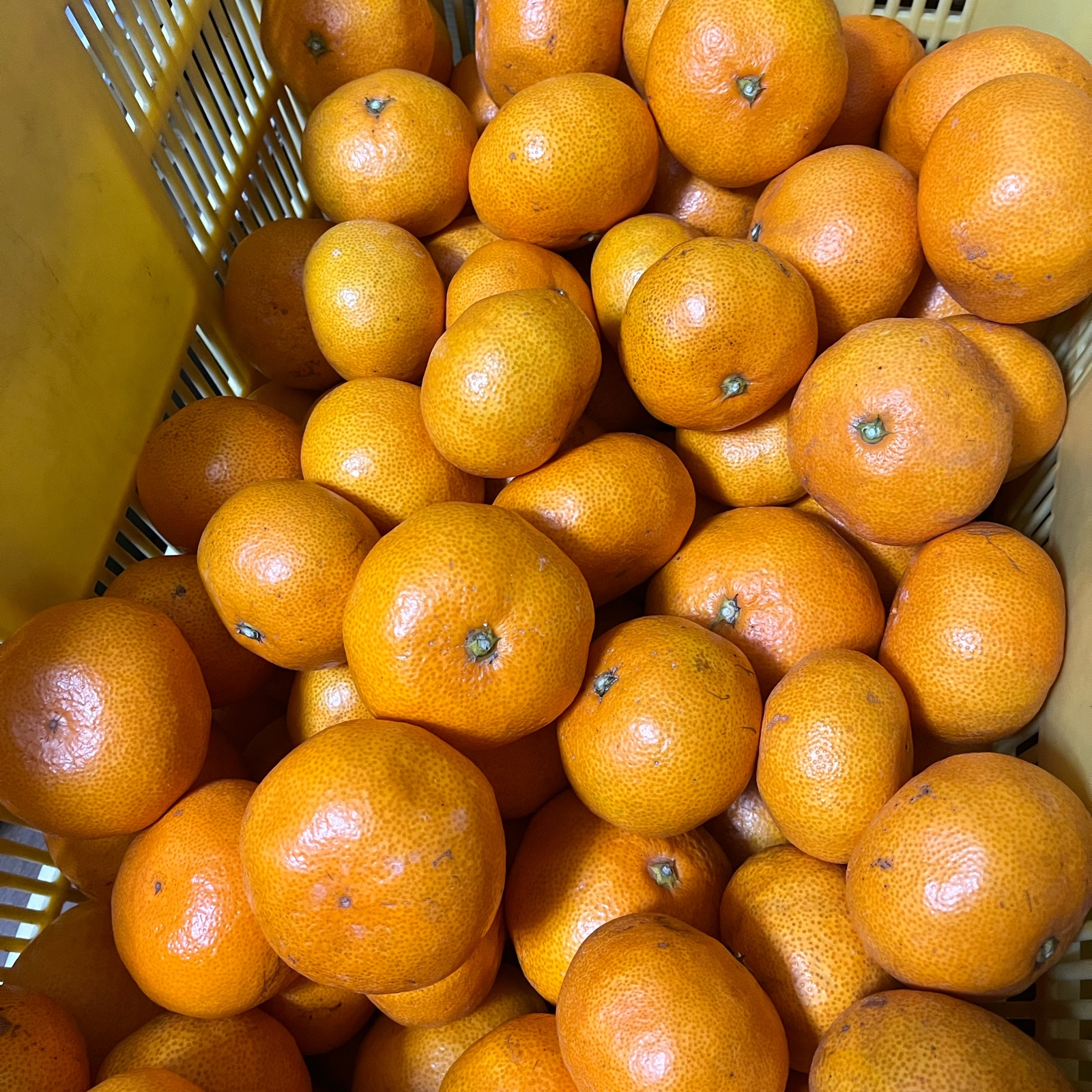 10kg程度　温州蜜柑　宮川早生　愛知県産 宮川早生みかん 10kg(箱込) | 果物/温州みかん 産直アウル 農家から