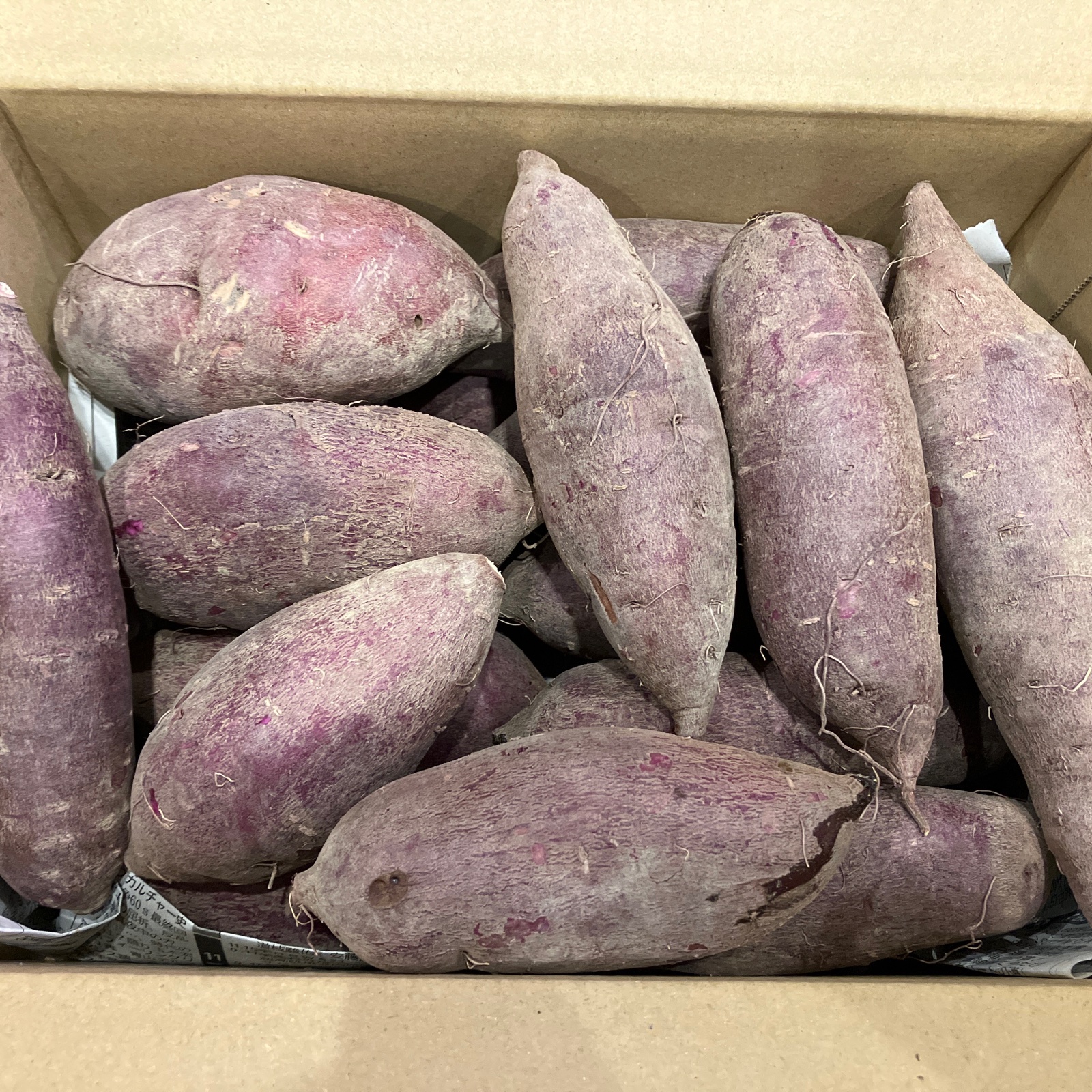 最終ふくむらさき 20kg(箱込) S(約100g～200g) 茨城県産 茨城県より