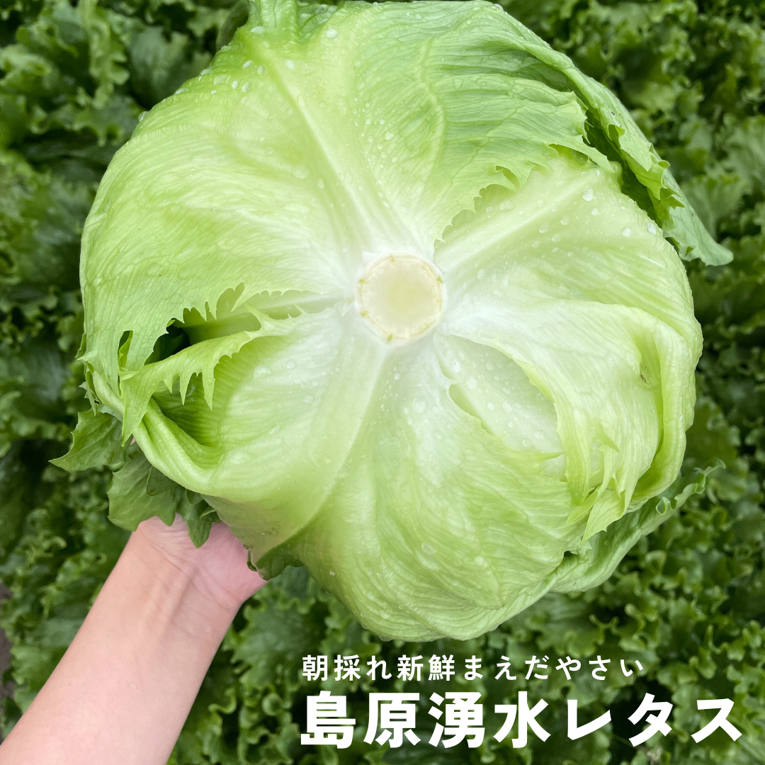 レタスです　レタス様以外購入NGでお願いします