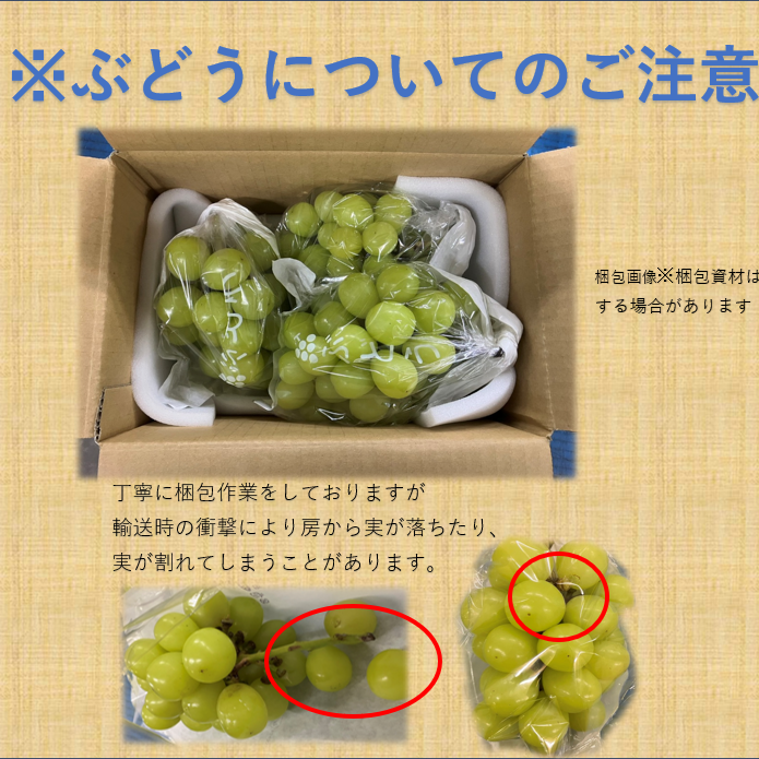 贈答用・秀品】シャインマスカット1.5kg ｜ 果物/ぶどう 産直アウル