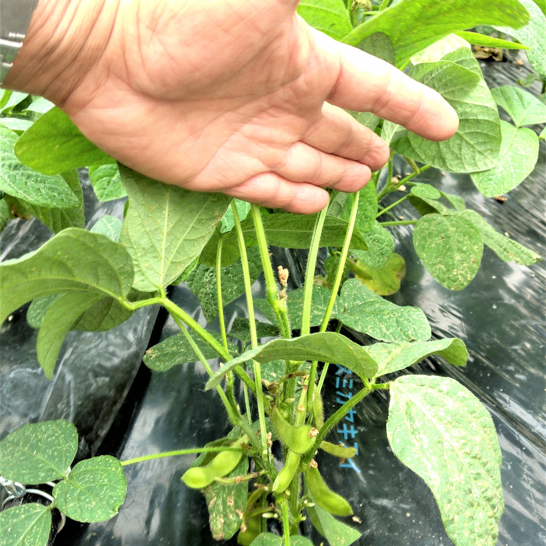 えだまめページ