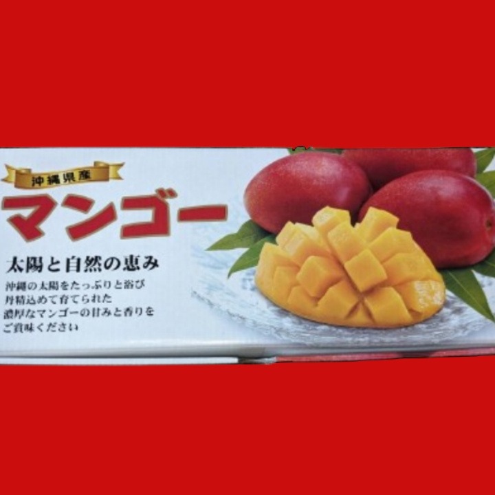 摘果マンゴー　約16.5kg