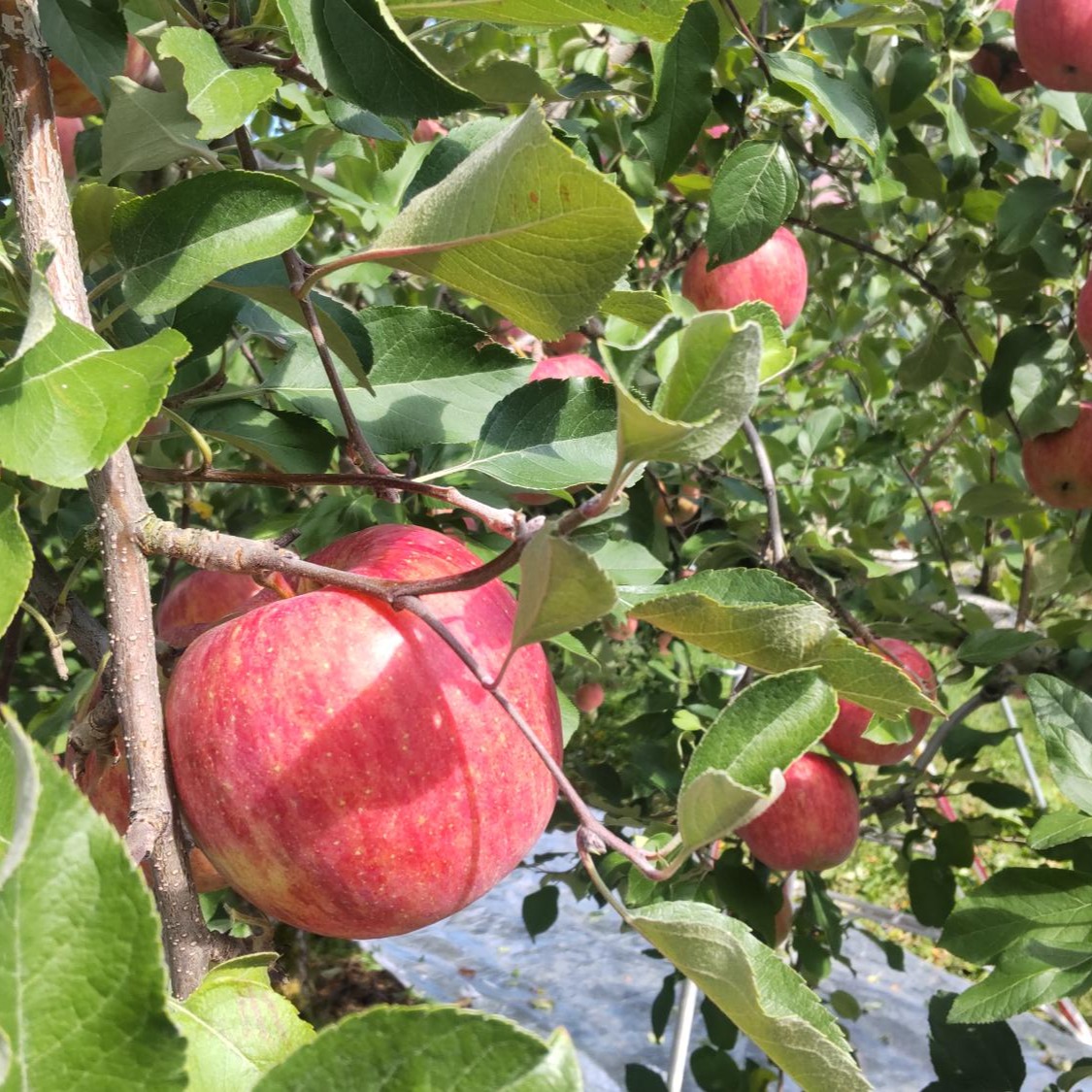 1/24まで】りんご サンふじ 大玉贈答向け 5kg | 果物/りんご 産直