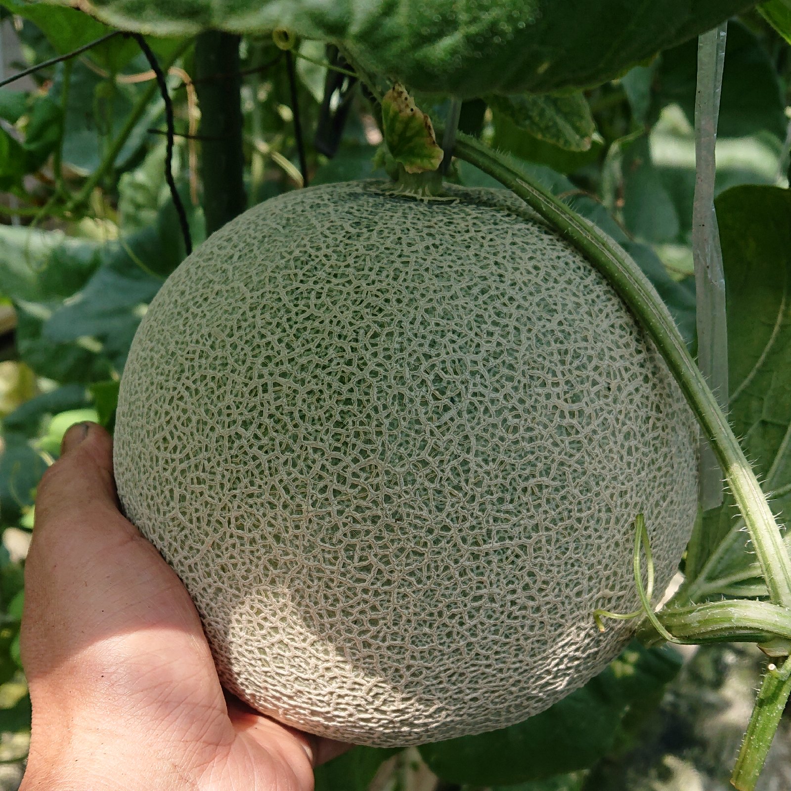 温室メロン 高知県産 赤肉 5玉 プリンセスニーナ 高知産 温室メロン
