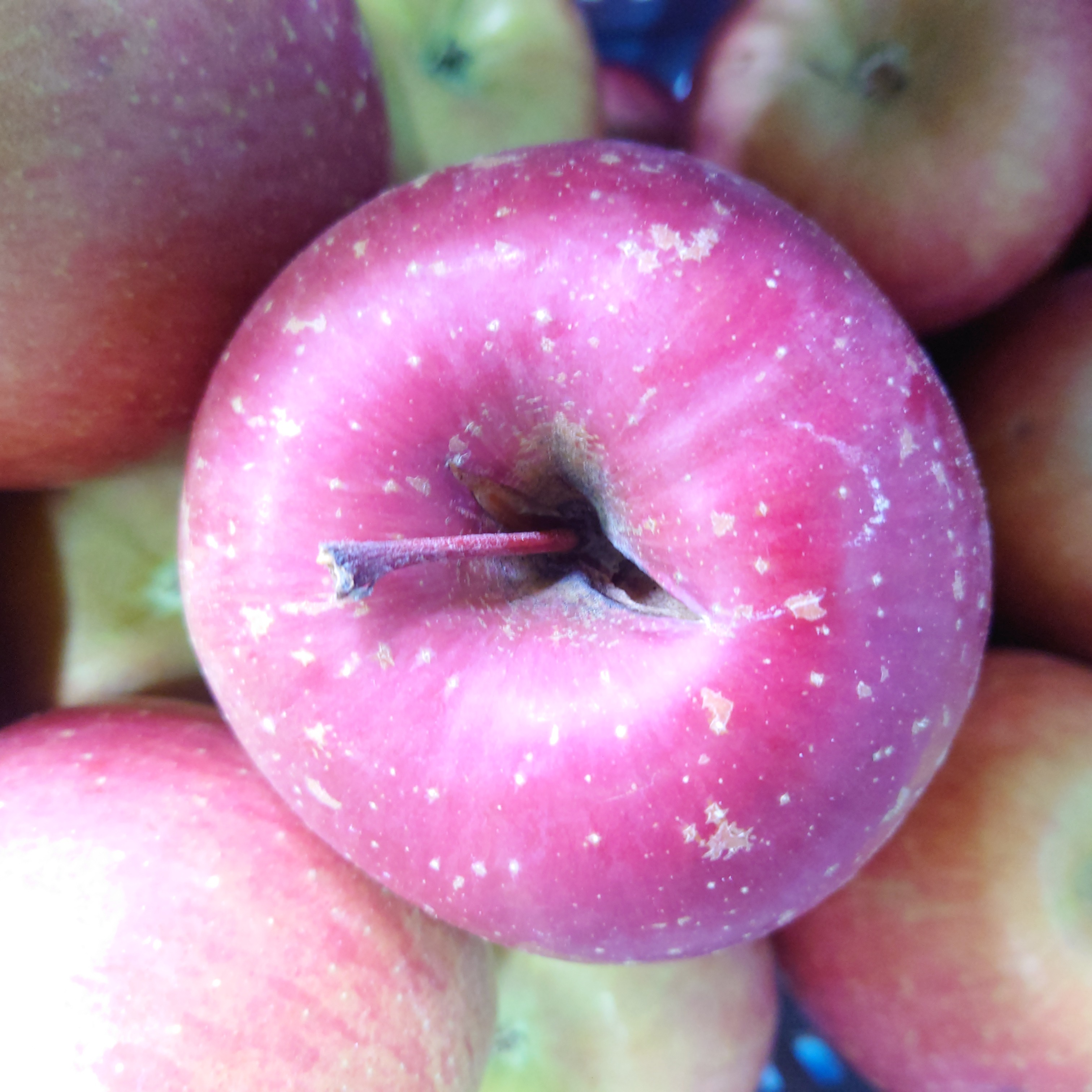 青森県黒石産訳ありサンふじ | 果物/りんご 産直アウル 農家から直接