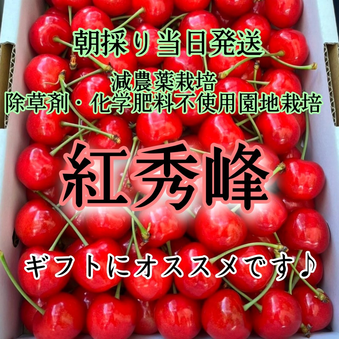 朝採り当日発送 減農薬栽培さくらんぼ ギフトに大人気【紅秀峰 
