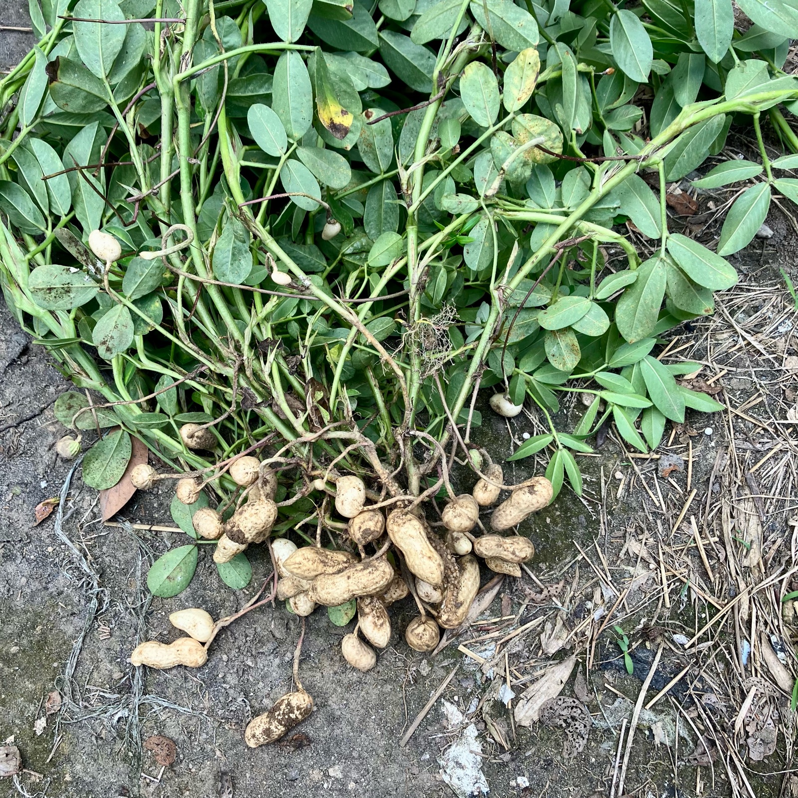 鹿児島産】甘塩生落花生箱込み5キロ^_^ ｜ 野菜/豆類 産直アウル 農家