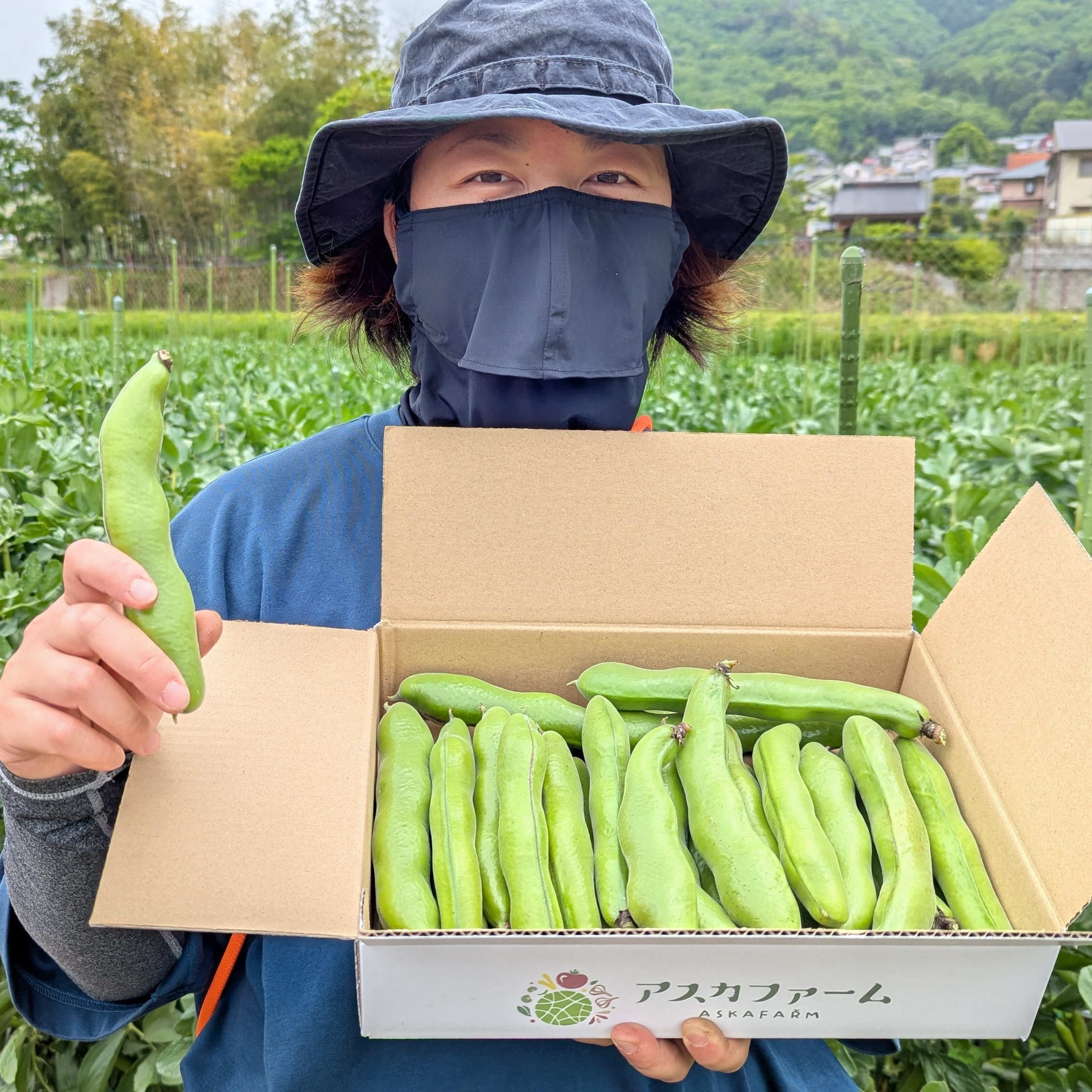 朝採り直送！節減対象農薬・化学肥料不使用♪ 今が旬の『そら豆
