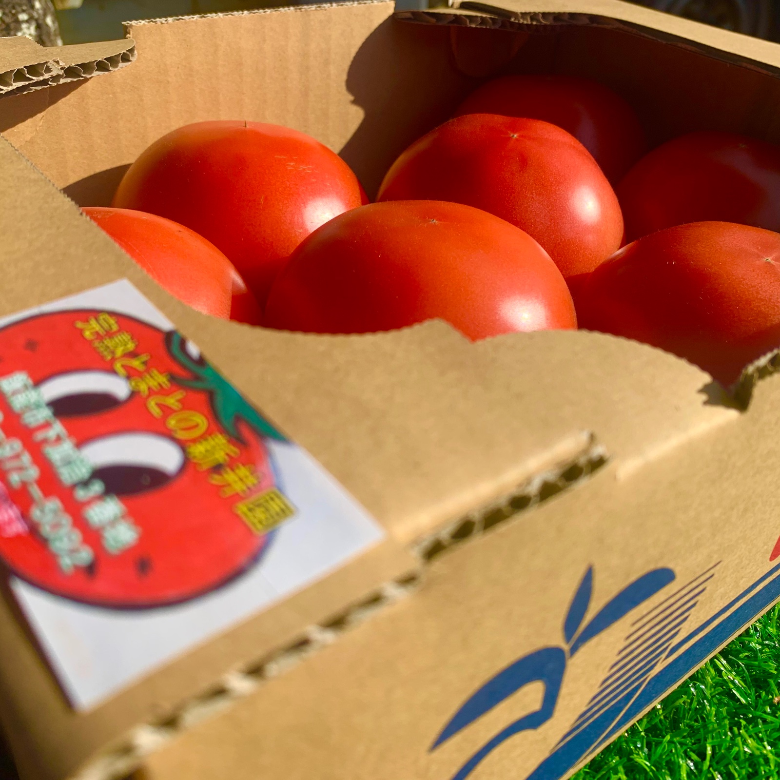 1ヶ月限定』完熟桃太郎とまと（C品）約2kg ｜ 野菜/トマト 産直アウル
