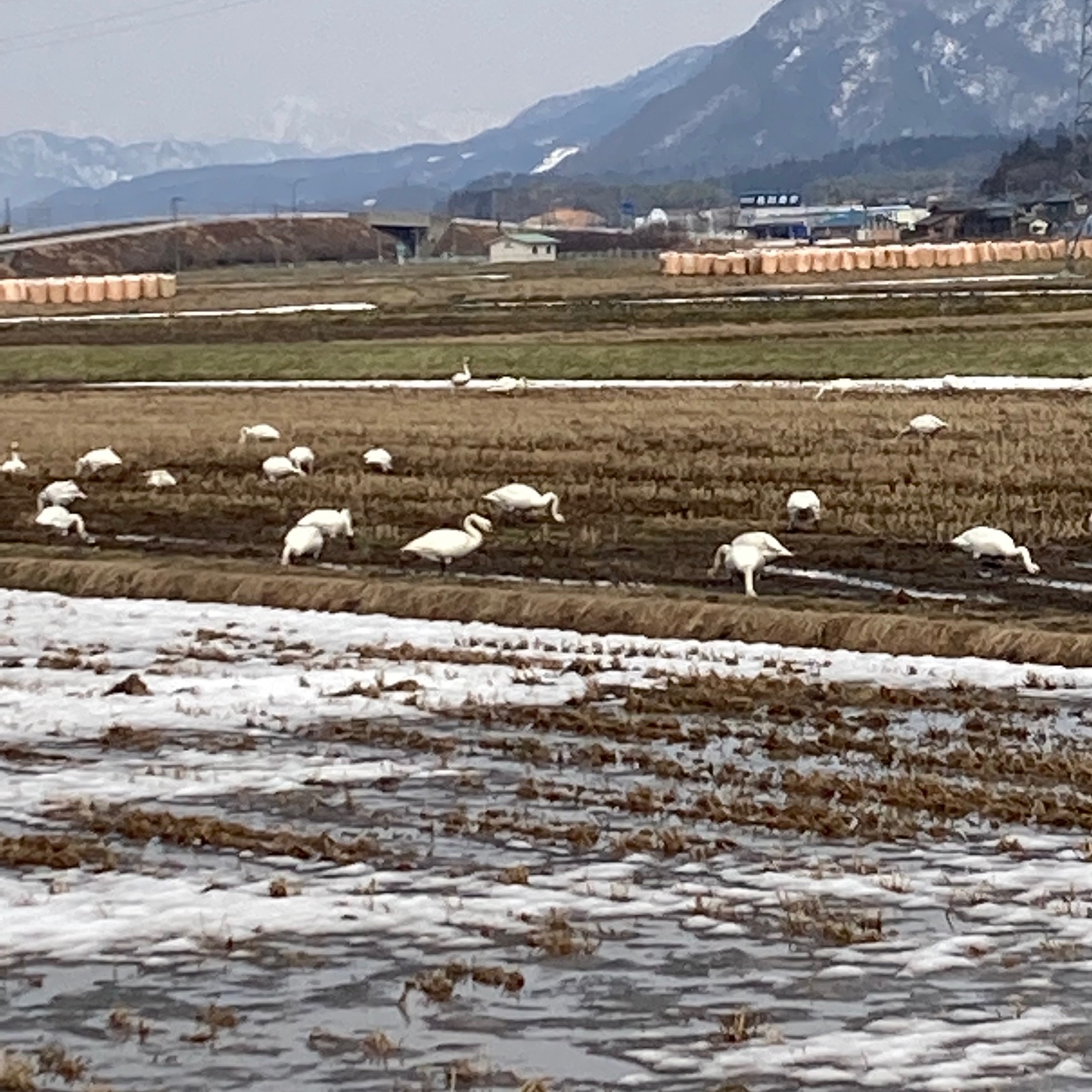 新米 甘くて美味しい！ 新潟県産コシヒカリ 減農薬の特別栽培米 玄米